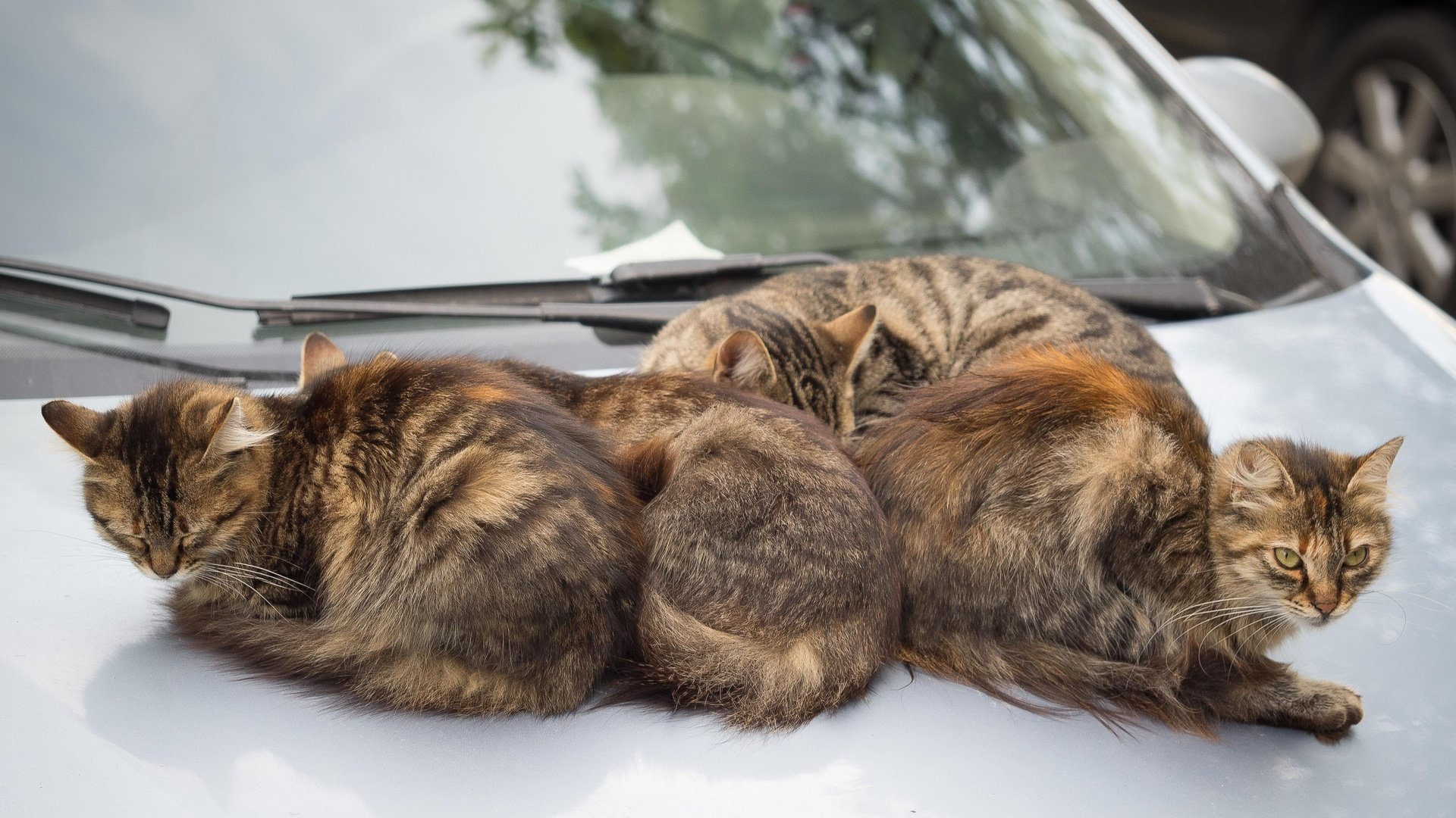 Обои машина, коты, кошки, автомобиль, machine, cats, car разрешение 4608x3456 Загрузить