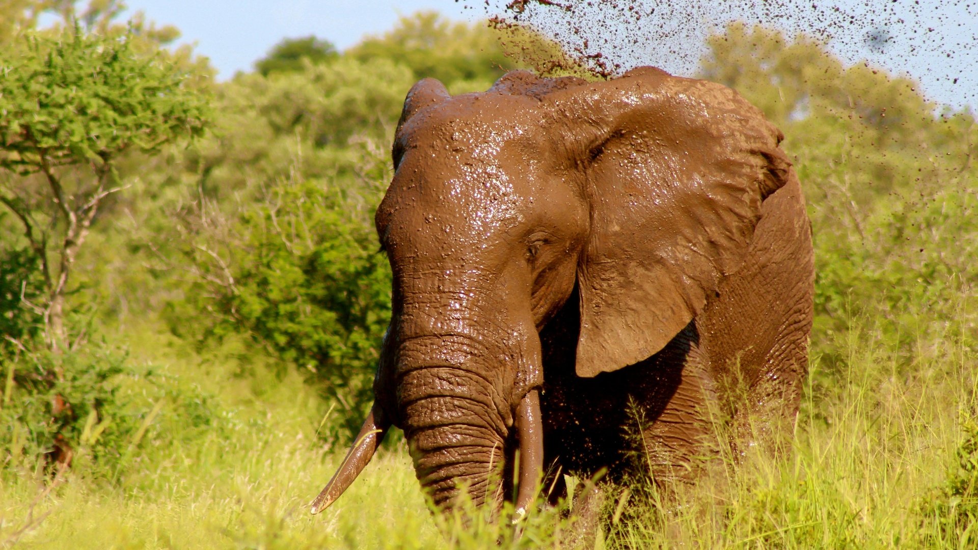 Обои трава, природа, зелень, слон, уши, бивни, grass, nature, greens, elephant, ears, tusks разрешение 5424x3720 Загрузить