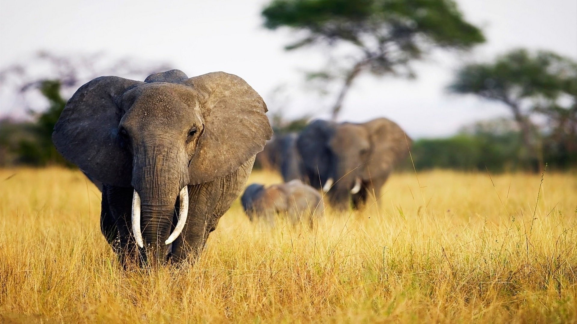 Обои слон, уши, слоны, сухая трава, бивни, elephant, ears, elephants, dry grass, tusks разрешение 1920x1200 Загрузить