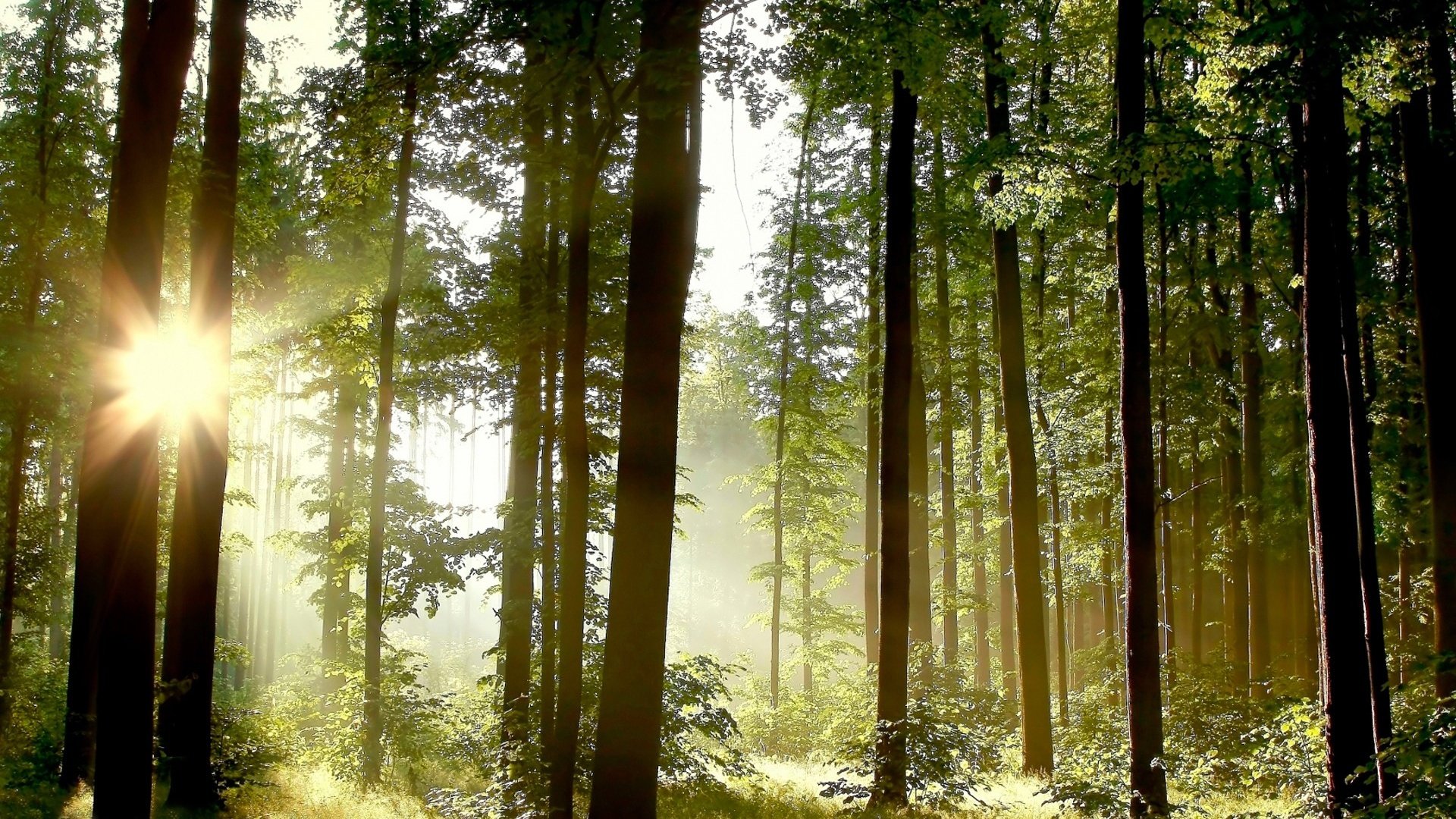 Обои деревья, природа, лес, пейзаж, стволы, солнечные лучи, trees, nature, forest, landscape, trunks, the sun's rays разрешение 1920x1200 Загрузить