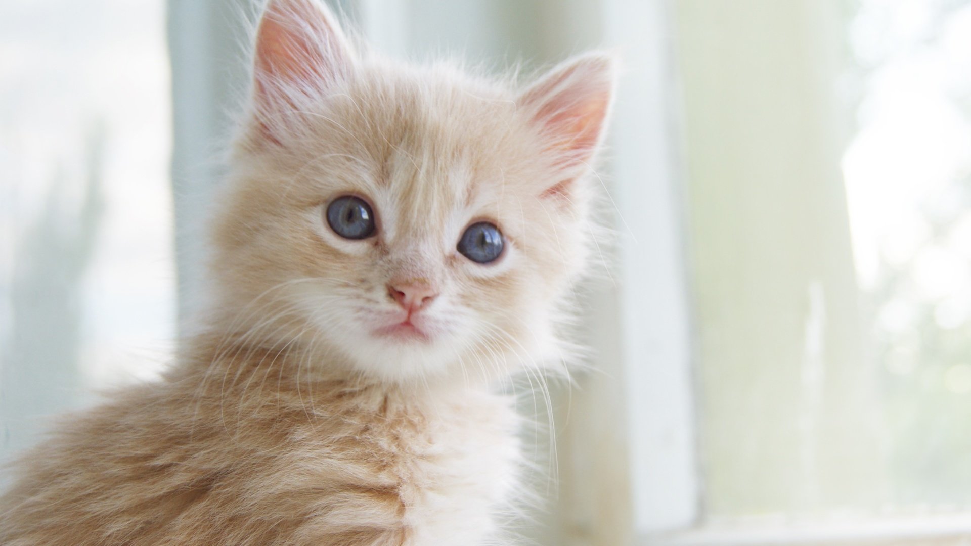 Обои глаза, кот, усы, кошка, котенок, малыш, рыжий, eyes, cat, mustache, kitty, baby, red разрешение 3612x2364 Загрузить