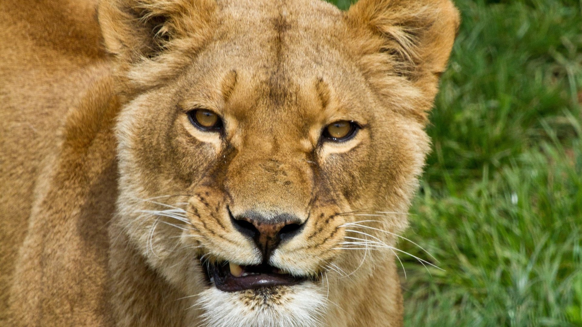 Обои морда, трава, хищник, большая кошка, лев, львица, face, grass, predator, big cat, leo, lioness разрешение 2048x1489 Загрузить