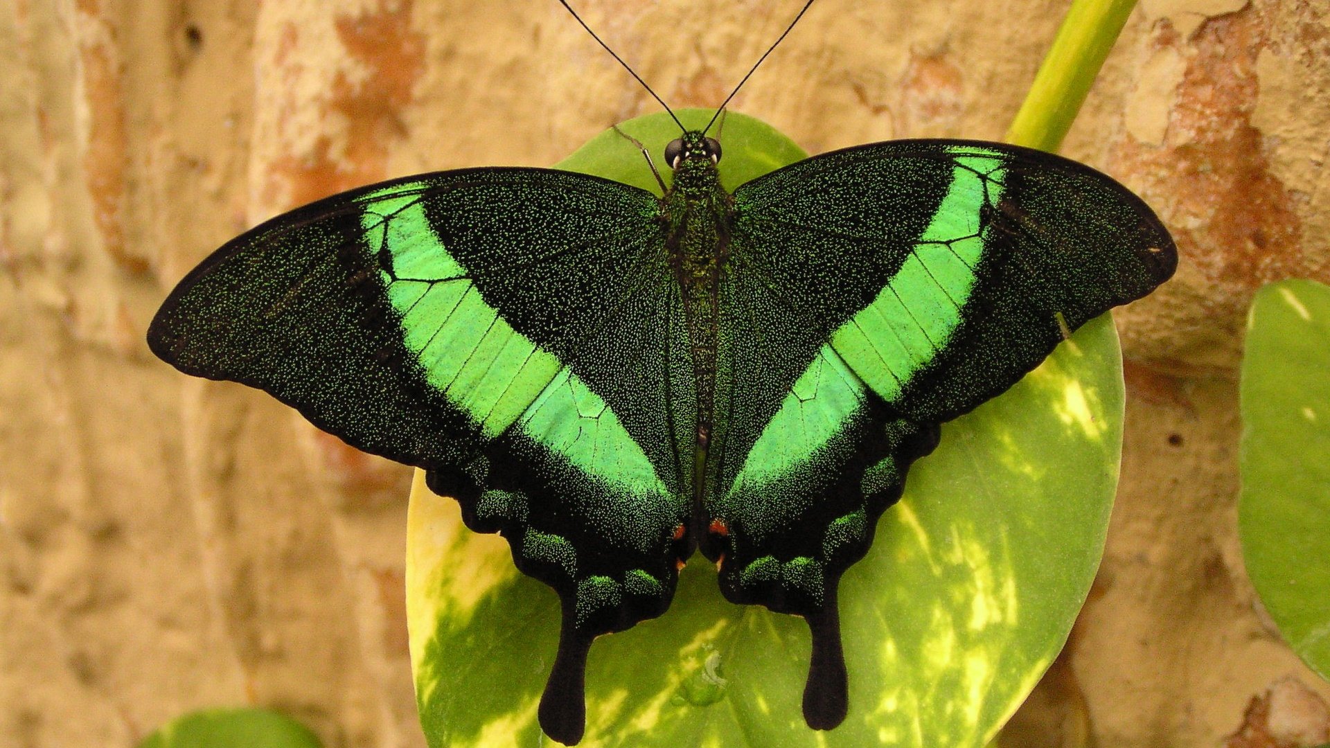 Обои макро, насекомое, парусник, бабочка, крылья, парусник палинур, macro, insect, sailboat, butterfly, wings разрешение 2048x1536 Загрузить