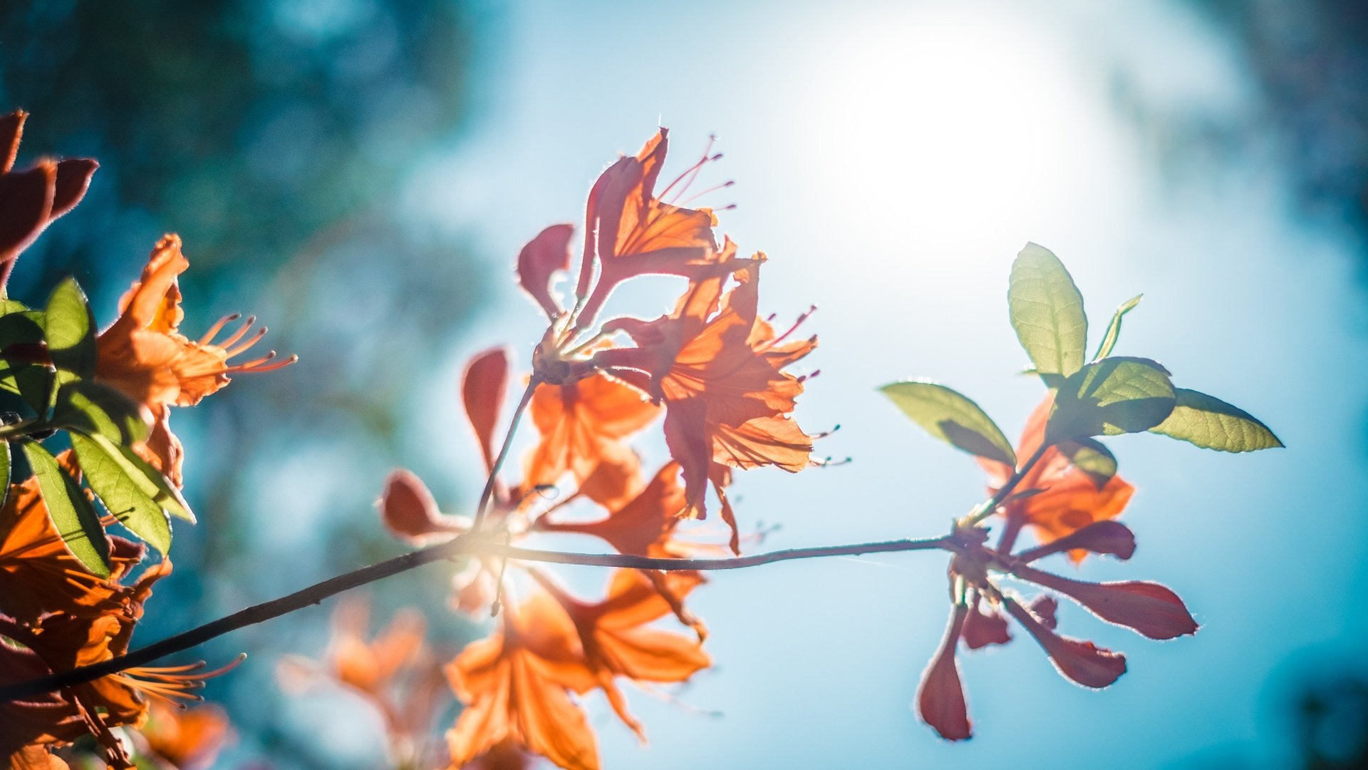 Обои небо, цветы, ветка, природа, листья, листва, рододендрон, the sky, flowers, branch, nature, leaves, foliage, rhododendron разрешение 4896x3264 Загрузить