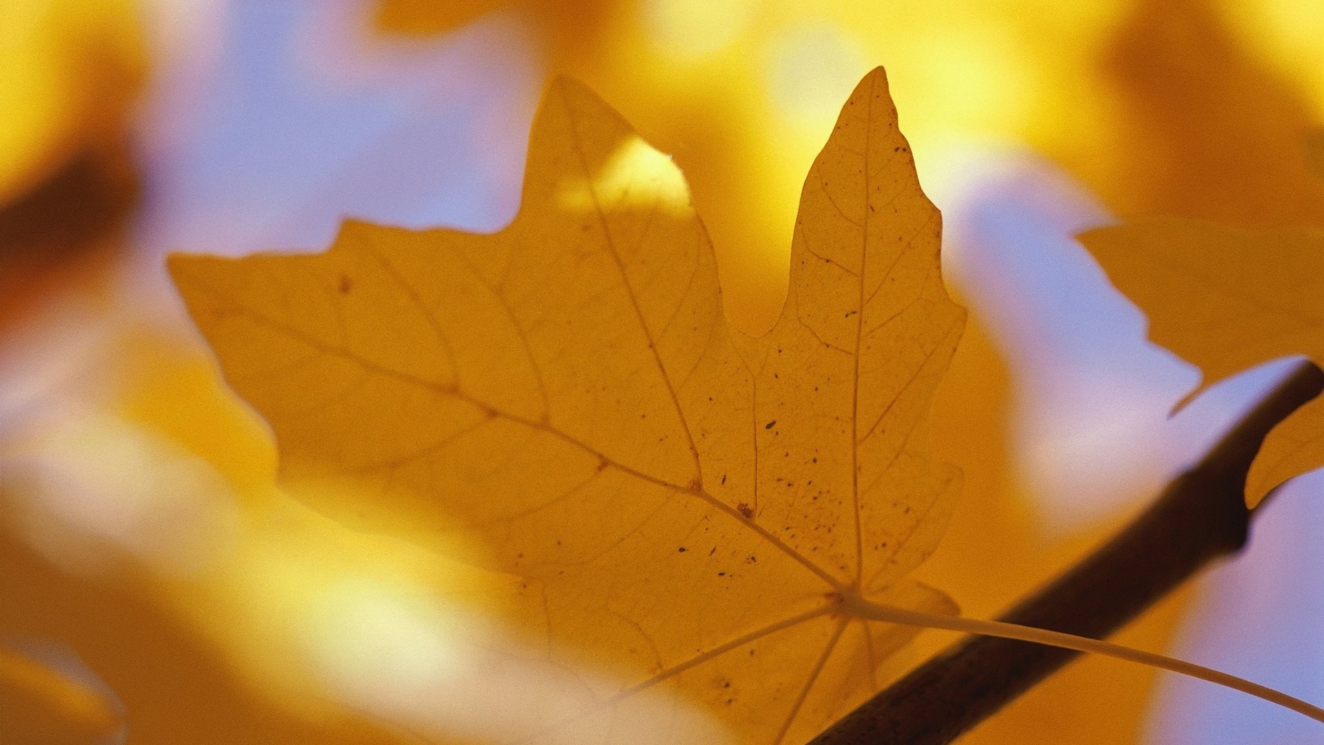 Обои ветка, желтый, осень, лист, прожилки, клен, кленовый лист, branch, yellow, autumn, sheet, veins, maple, maple leaf разрешение 2312x1526 Загрузить