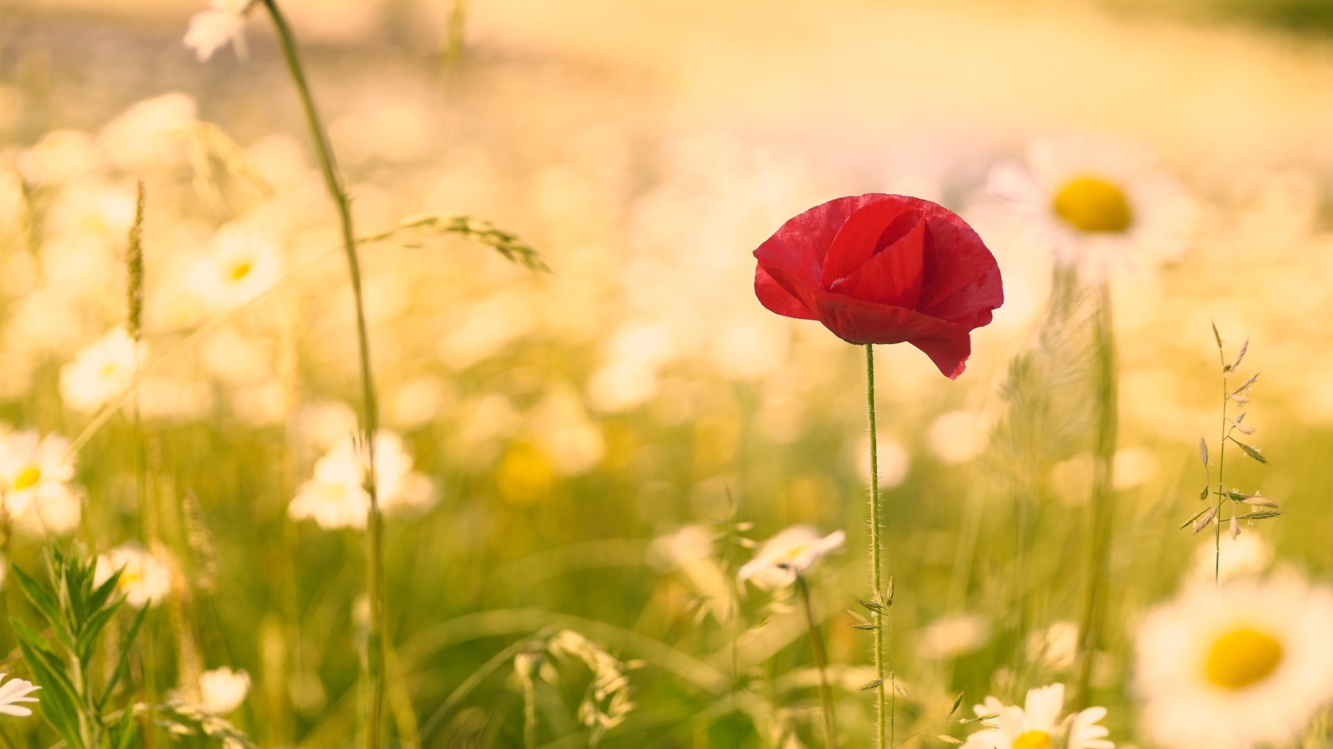 Обои цветок, лето, мак, ромашки, стебель, полевые цветы, flower, summer, mac, chamomile, stem, wildflowers разрешение 6000x4000 Загрузить