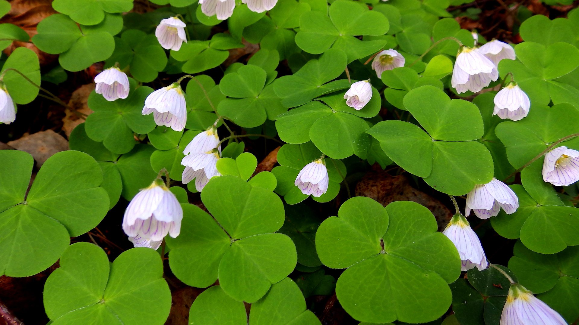 Обои цветы, листья, лепестки, кислица, заячья капуста, flowers, leaves, petals, oxalis, hare cabbage разрешение 2560x1600 Загрузить