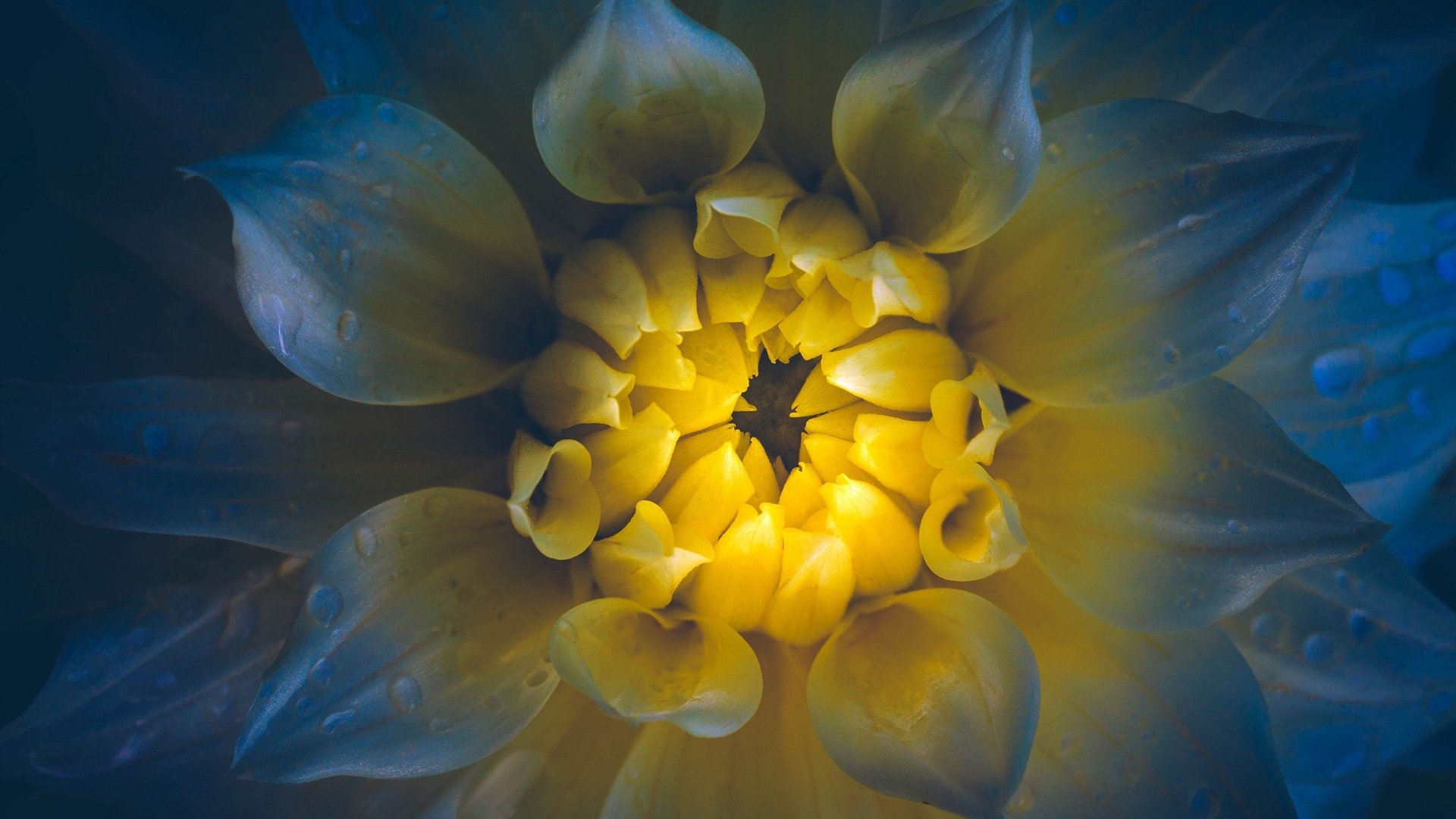 Обои макро, цветок, капли, лепестки, георгин, macro, flower, drops, petals, dahlia разрешение 2048x1152 Загрузить