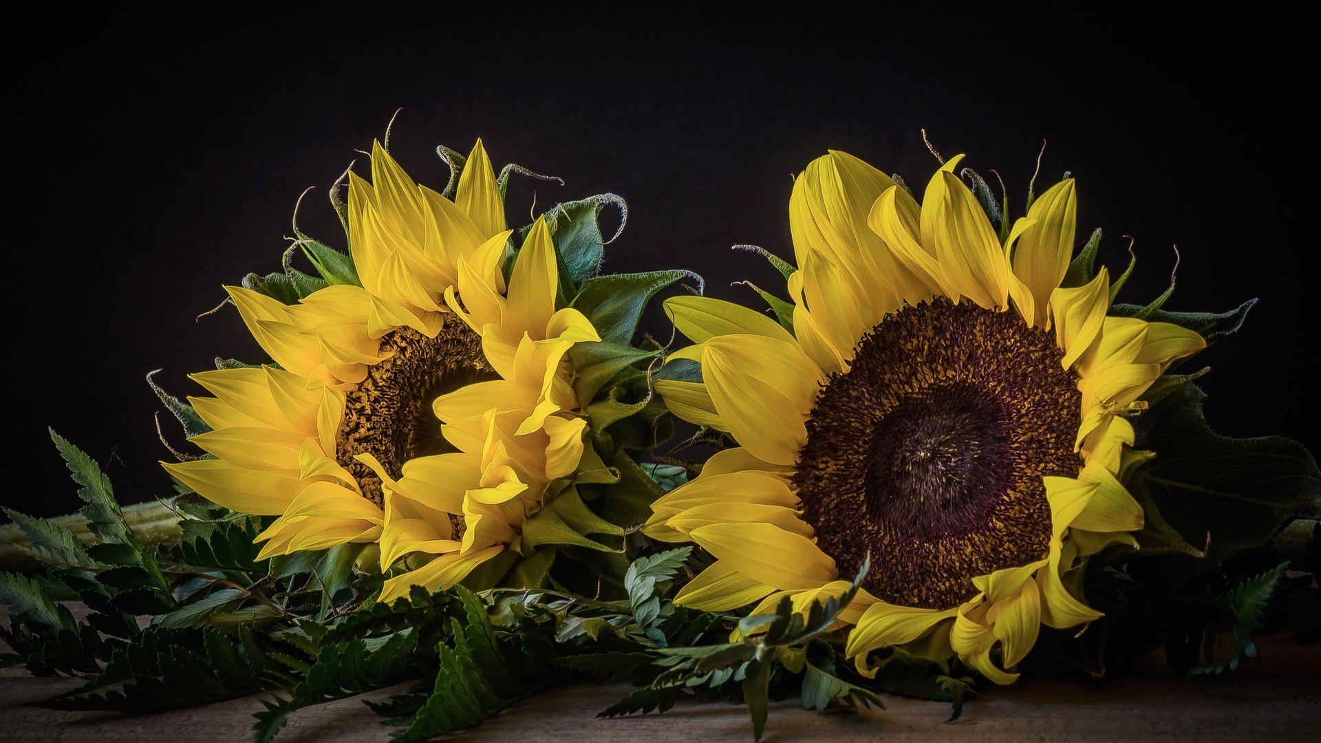 Обои цветы, макро, лепестки, подсолнух, желтые, javier, flowers, macro, petals, sunflower, yellow разрешение 2048x1356 Загрузить