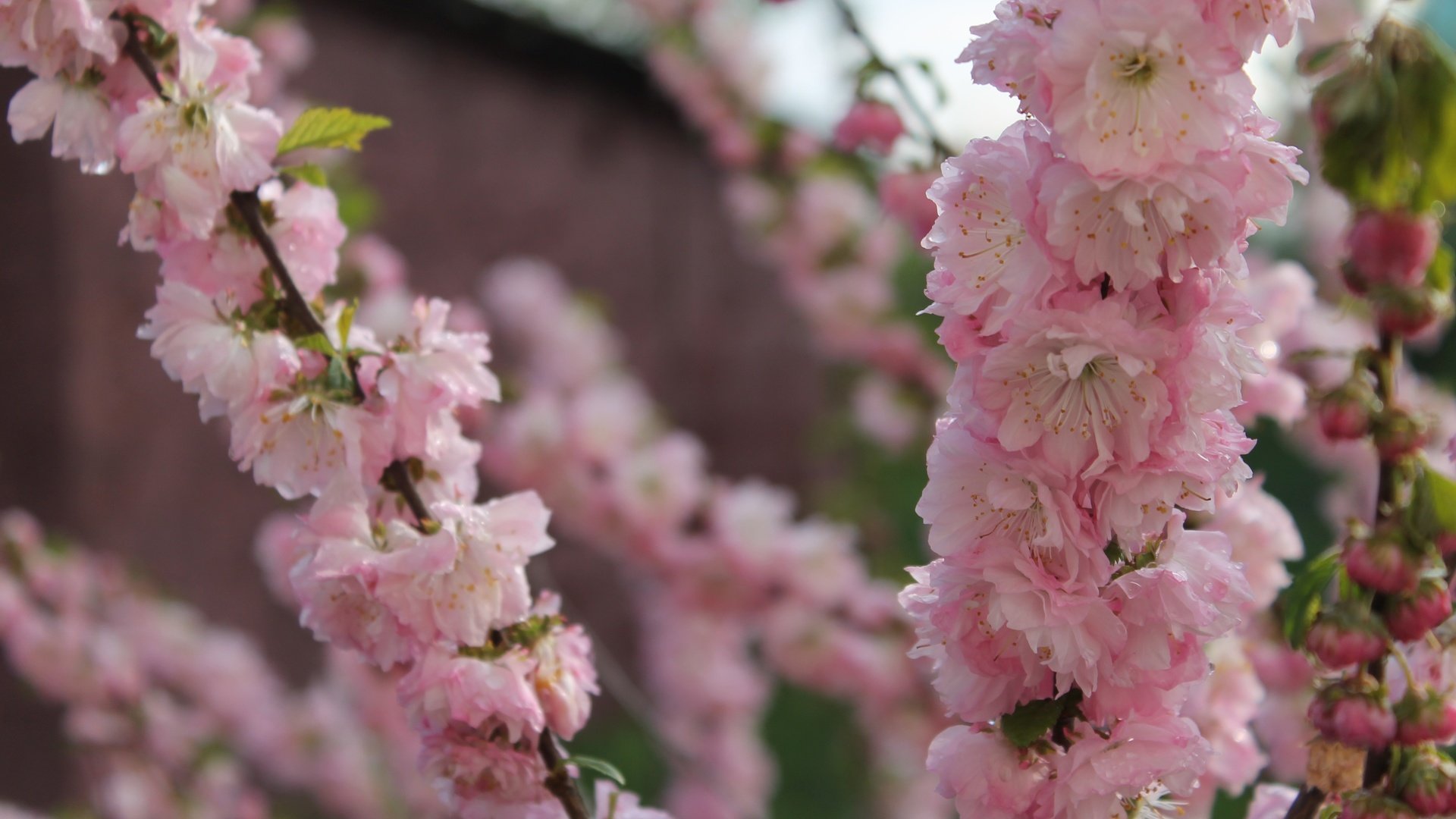 Обои природа, цветение, ветки, размытость, весна, сакура, nature, flowering, branches, blur, spring, sakura разрешение 4272x2848 Загрузить