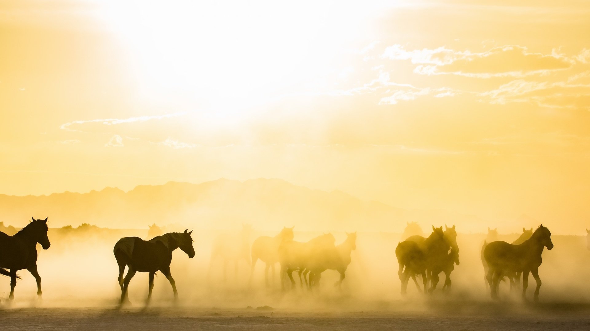 Обои утро, туман, лошади, кони, табун, солнечный свет, morning, fog, horse, horses, the herd, sunlight разрешение 2843x1440 Загрузить