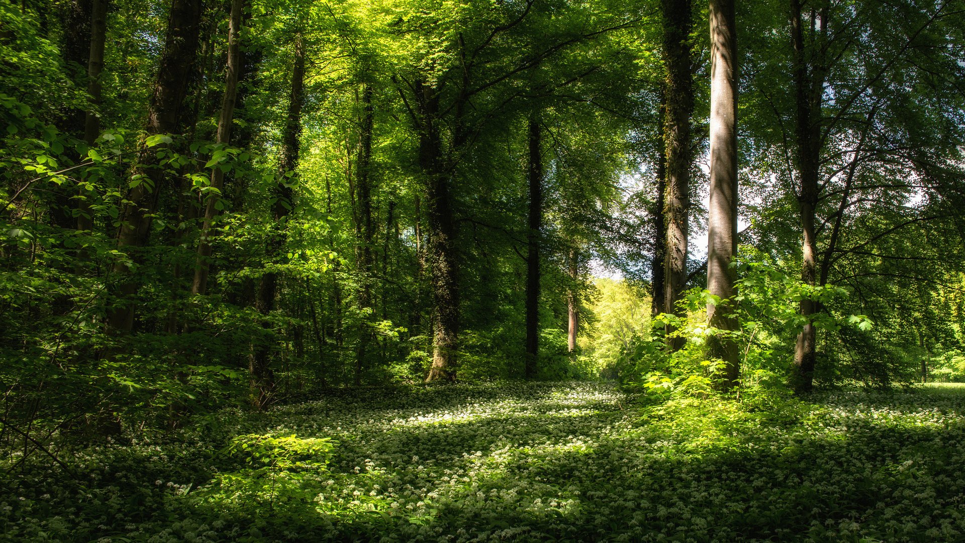 Обои цветы, трава, деревья, зелень, лес, весна, flowers, grass, trees, greens, forest, spring разрешение 1920x1200 Загрузить