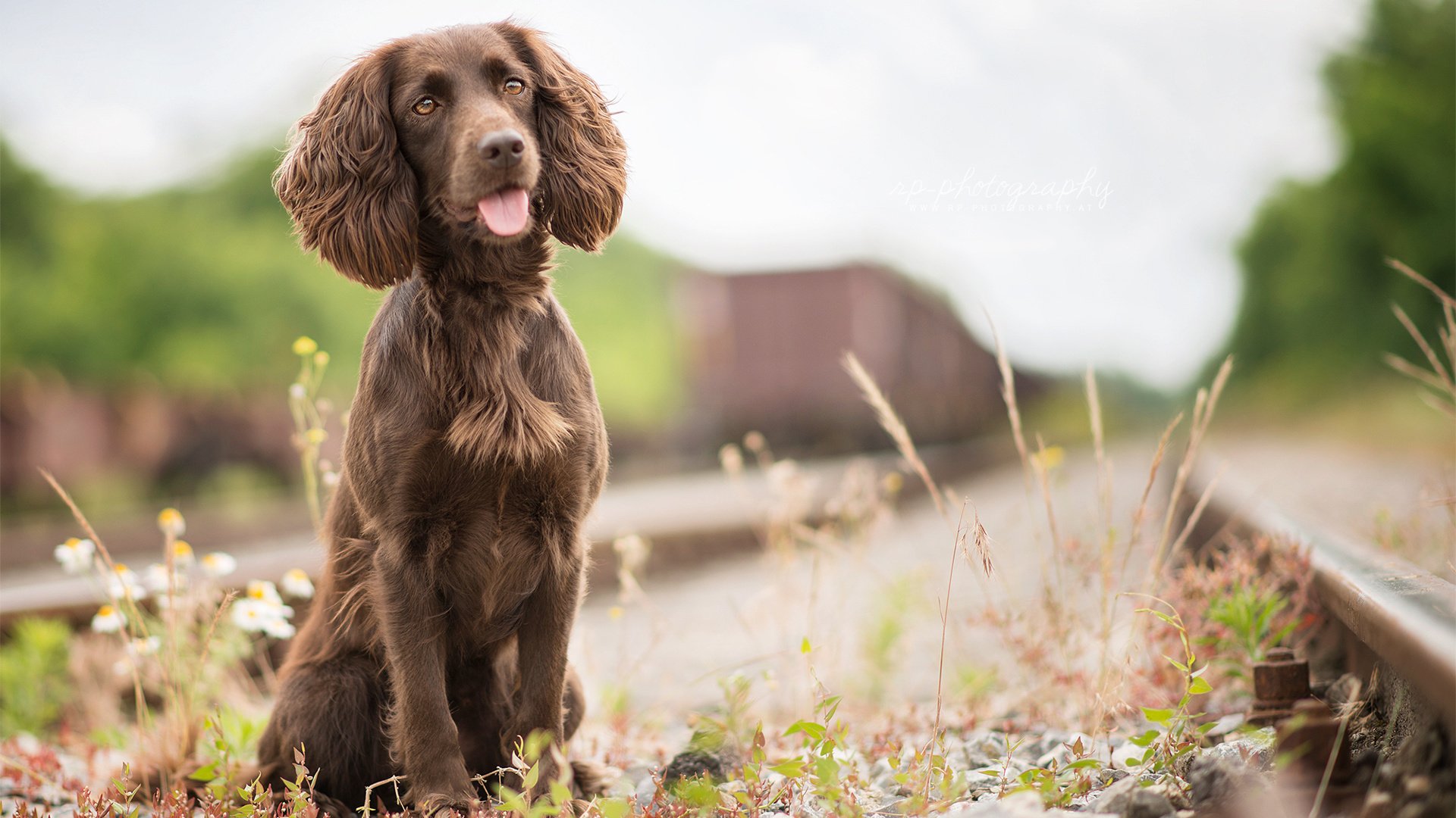 Обои трава, железная дорога, собака, язык, спаниель, irish water spaniel, grass, railroad, dog, language, spaniel разрешение 1920x1200 Загрузить