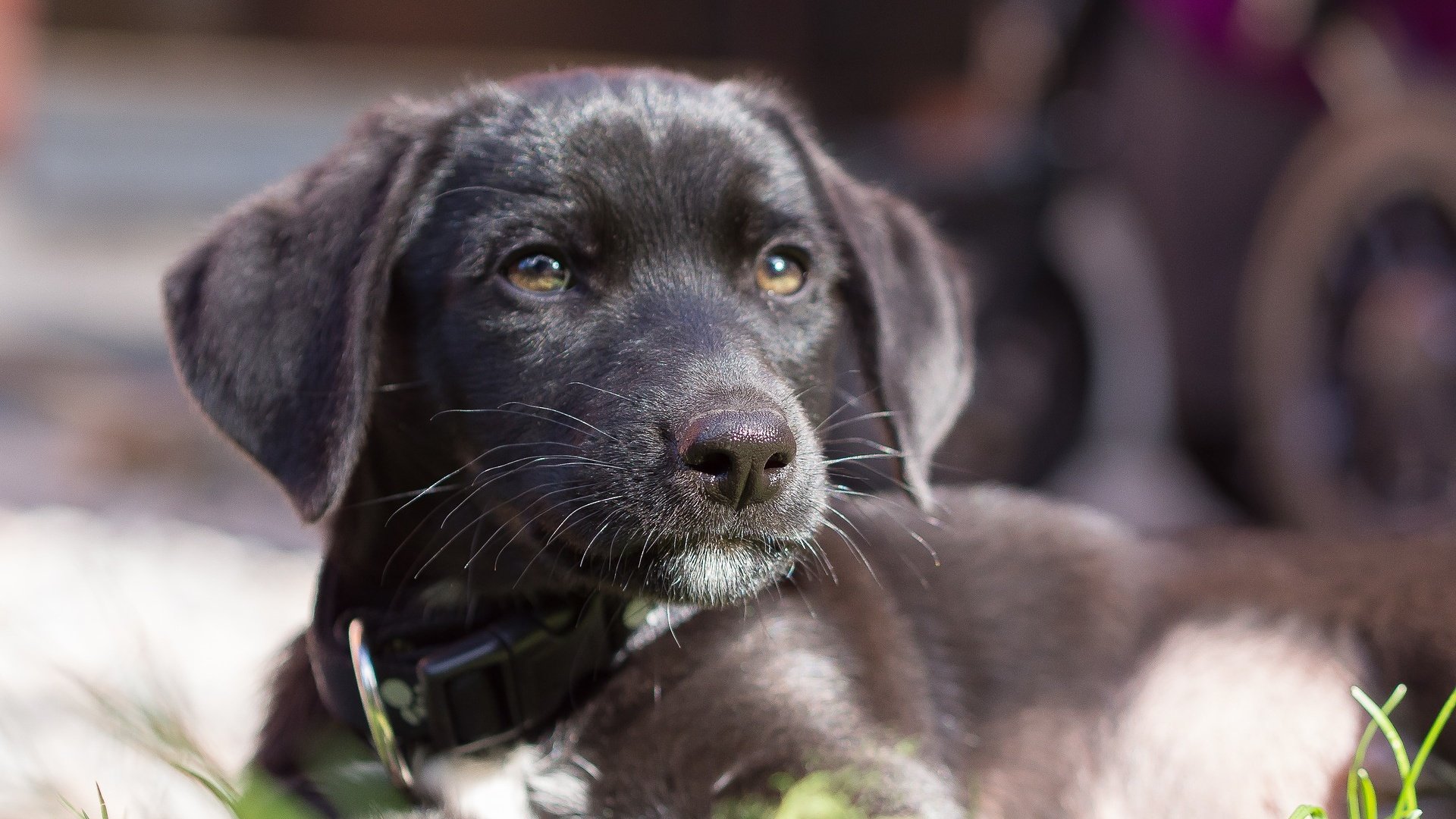 Обои взгляд, собака, щенок, ошейник, лабрадор, look, dog, puppy, collar, labrador разрешение 1920x1200 Загрузить