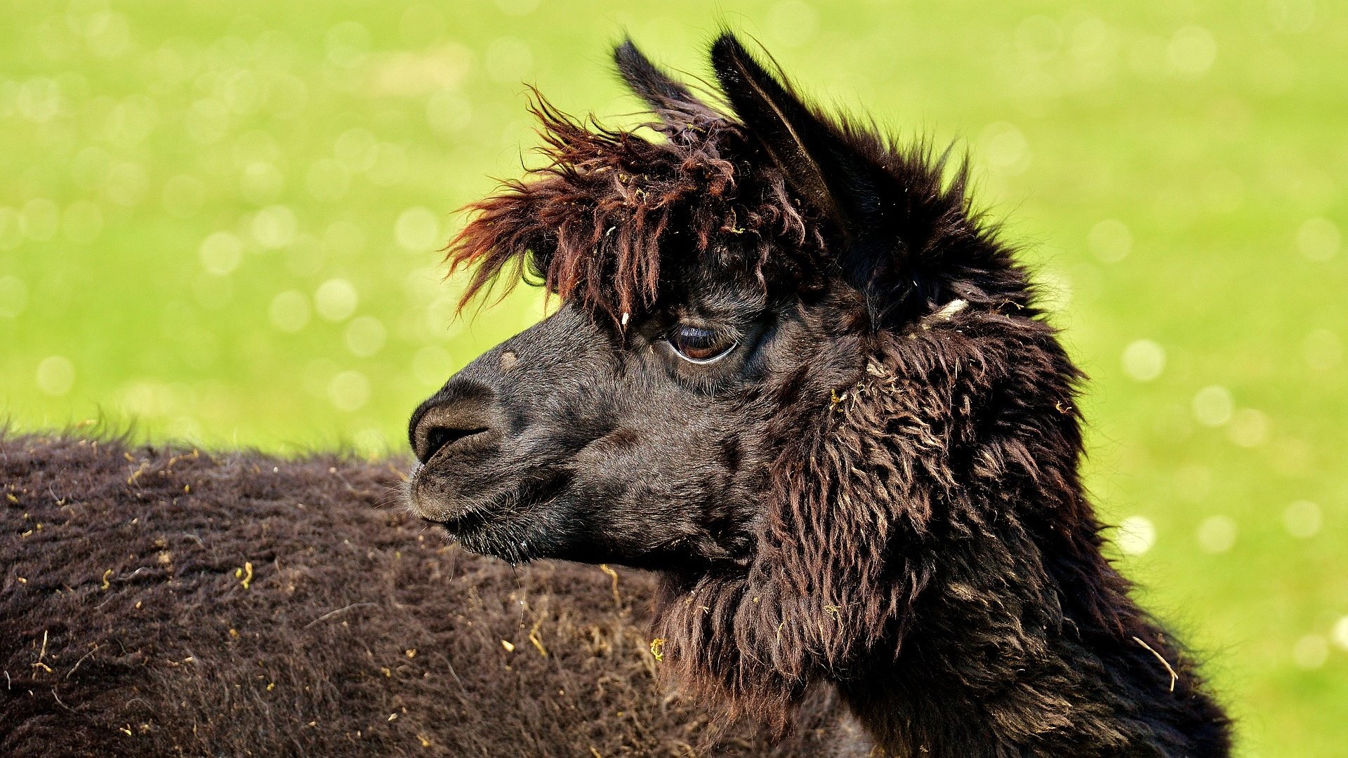 Обои профиль, животное, черная, голова, лама, альпака, profile, animal, black, head, lama, alpaca разрешение 1920x1197 Загрузить