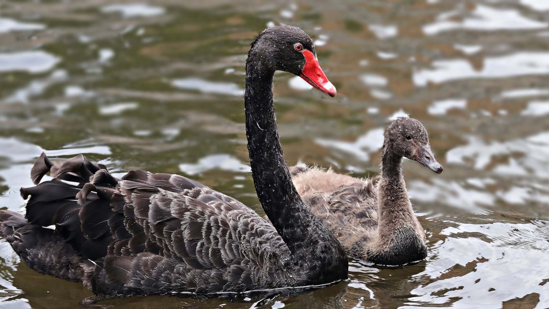 Обои вода, птенец, птицы, лебеди, черный лебедь, water, chick, birds, swans, black swan разрешение 5450x2897 Загрузить