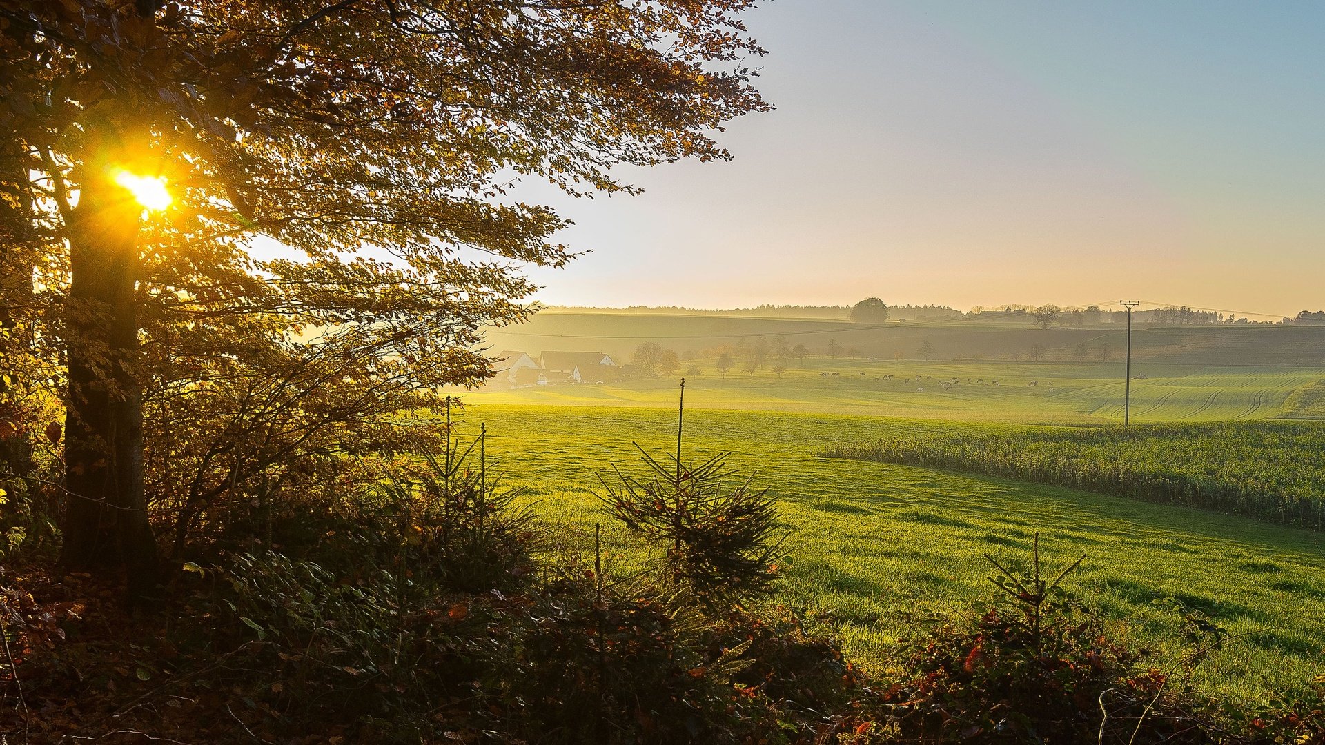 Обои трава, природа, дерево, пейзаж, утро, поле, рассвет, германия, grass, nature, tree, landscape, morning, field, dawn, germany разрешение 2560x1600 Загрузить