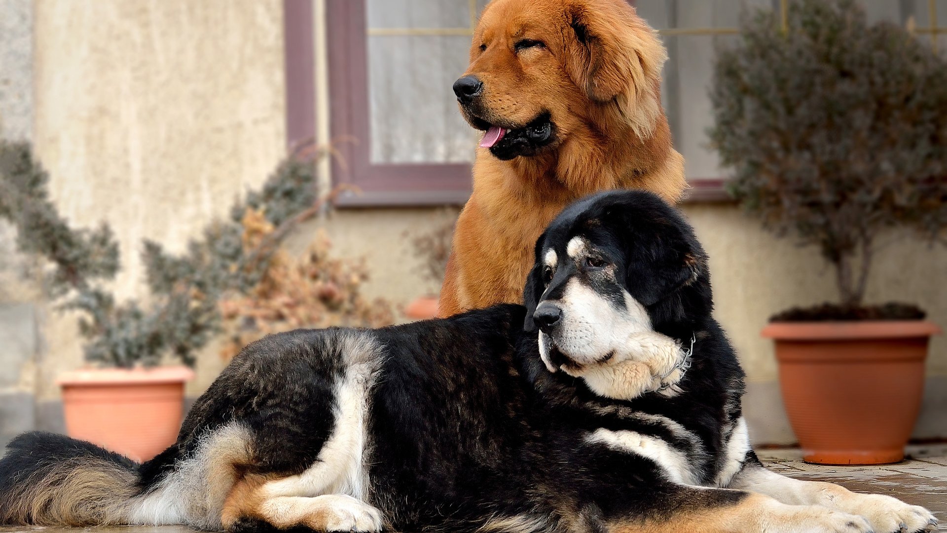 Обои друзья, собаки, морды, тибетский мастиф, friends, dogs, muzzle, tibetan mastiff разрешение 3840x2400 Загрузить