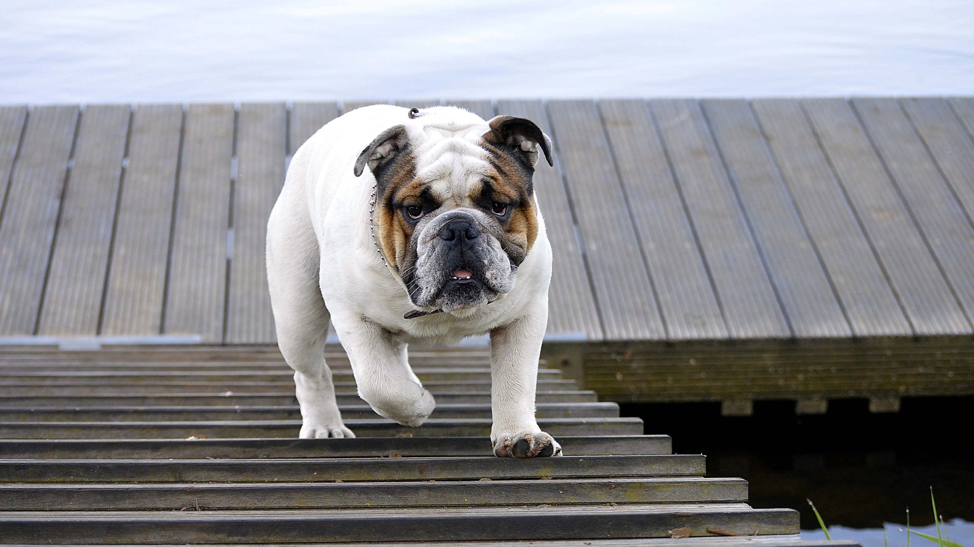 Обои лестница, собака, прогулка, животное, бульдог, английский бульдог, ladder, dog, walk, animal, bulldog, english bulldog разрешение 4512x3000 Загрузить