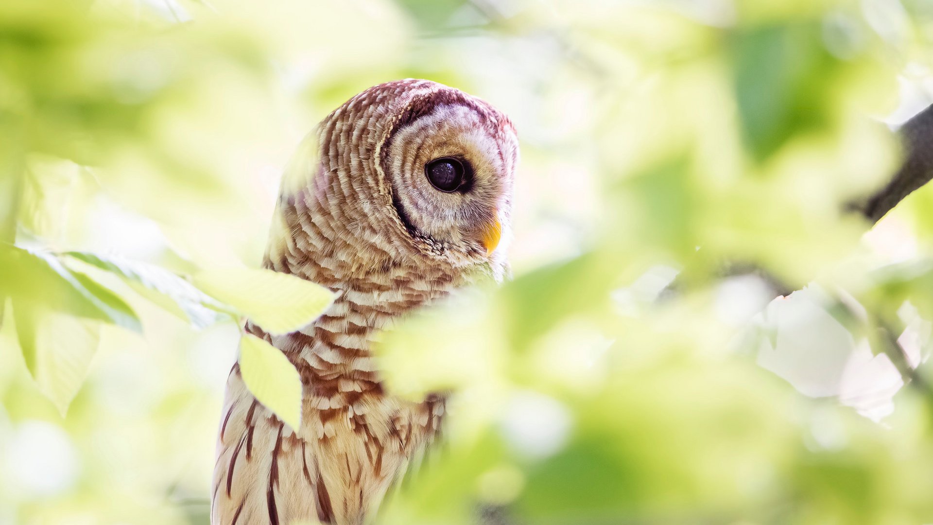 Обои сова, листья, хищник, птица, клюв, перья, боке, неясыть, owl, leaves, predator, bird, beak, feathers, bokeh разрешение 2048x1489 Загрузить