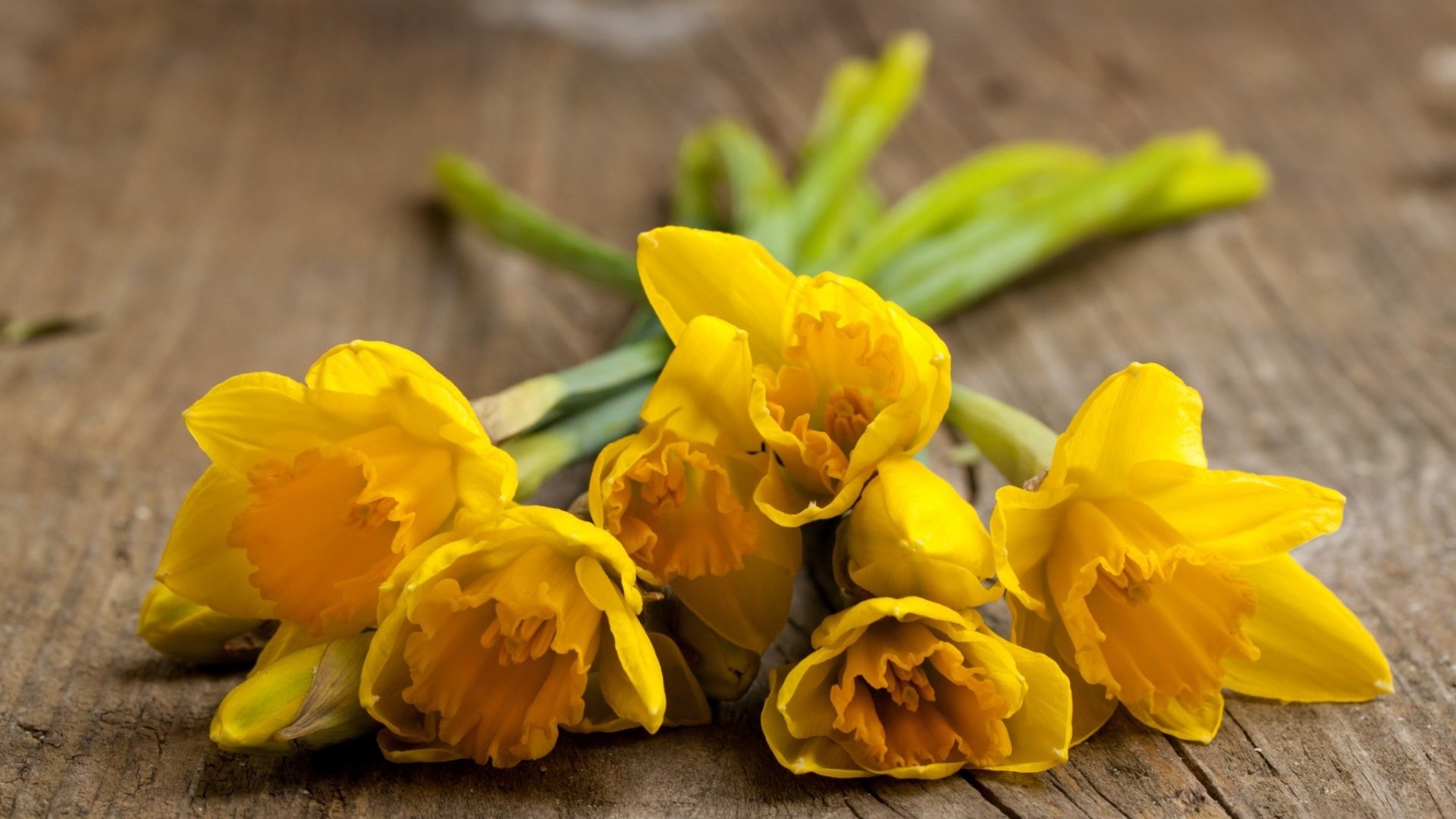Обои цветы, весна, нарциссы, flowers, spring, daffodils разрешение 1920x1200 Загрузить