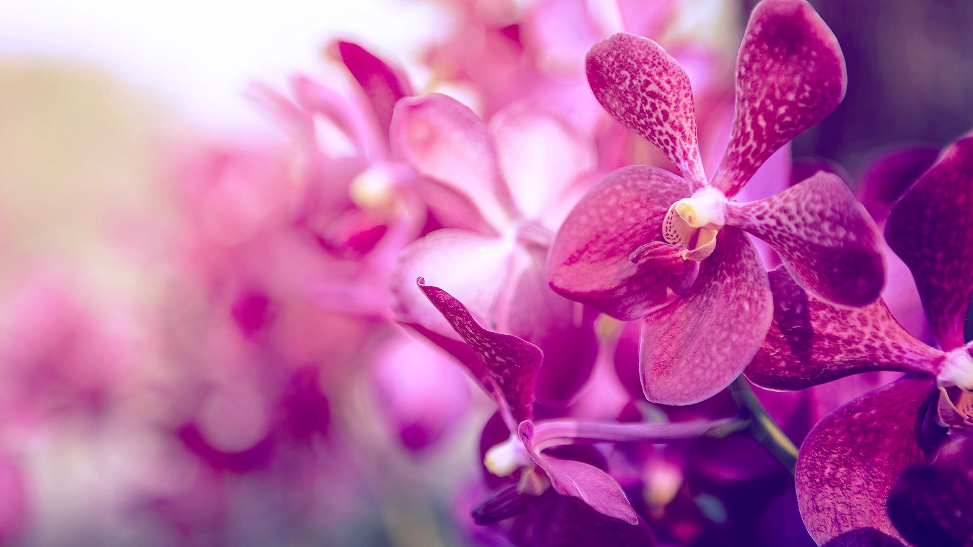 Обои фон, лепестки, цвет, орхидея, background, petals, color, orchid разрешение 1920x1200 Загрузить