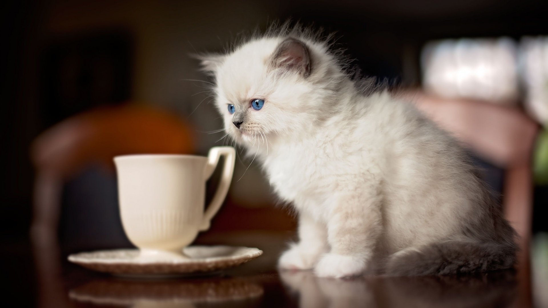 Обои кот, кошка, котенок, стол, блюдце, чашка, сиамский, голубоглазый, рэгдолл, ragdoll, cat, kitty, table, saucer, cup, siamese, blue-eyed разрешение 1920x1200 Загрузить