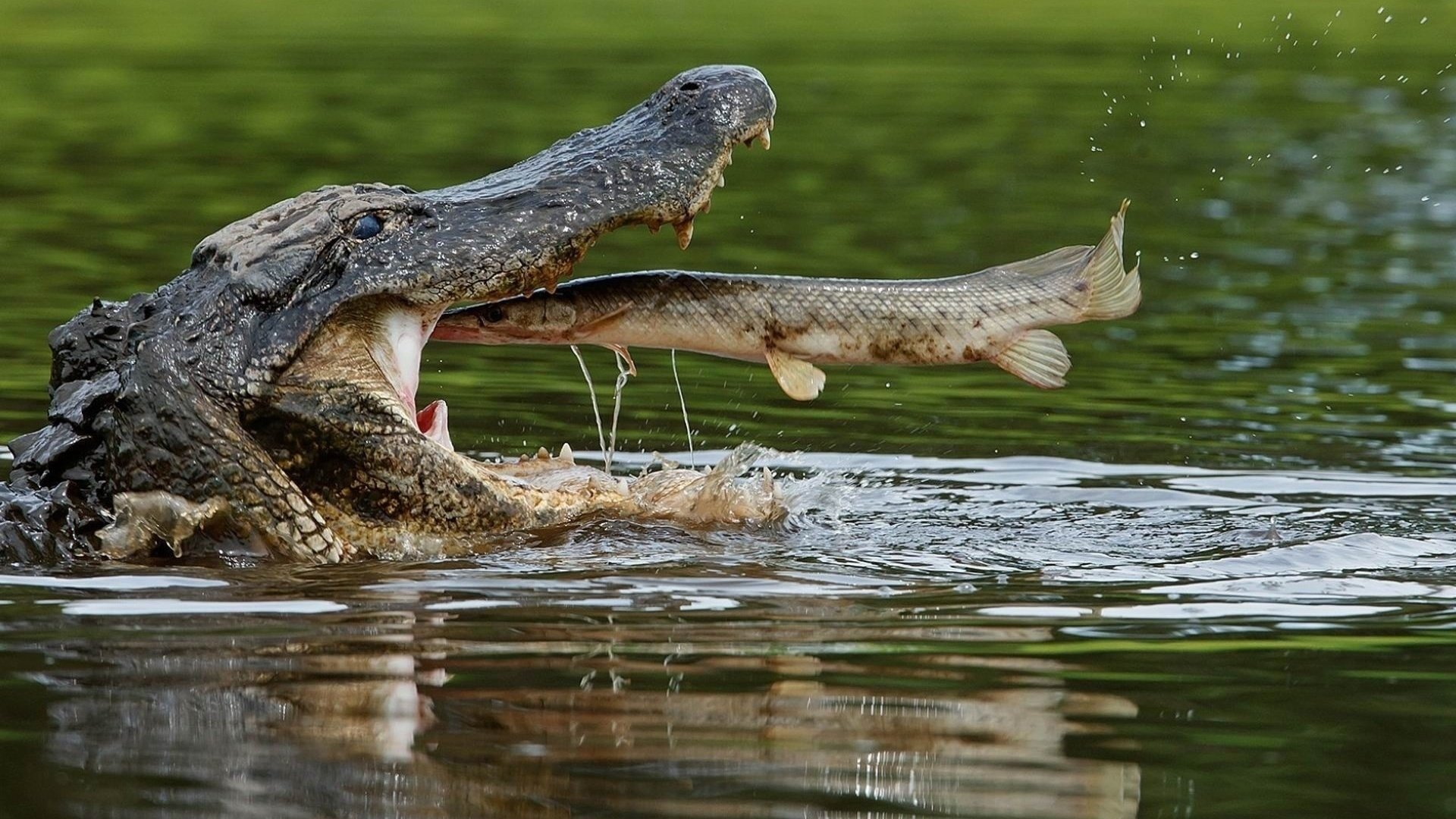 Обои вода, крокодил, пасть, рыба, пресмыкающиеся, щука, water, crocodile, mouth, fish, reptiles, pike разрешение 1920x1138 Загрузить