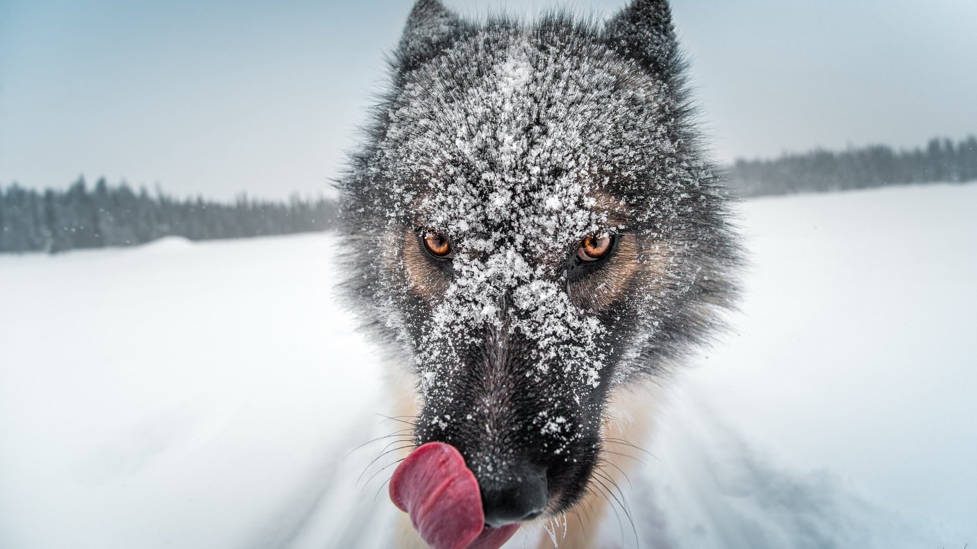 Обои глаза, снег, мордочка, взгляд, собака, язык, гренландия собака, eyes, snow, muzzle, look, dog, language, greenland dog разрешение 2560x1600 Загрузить
