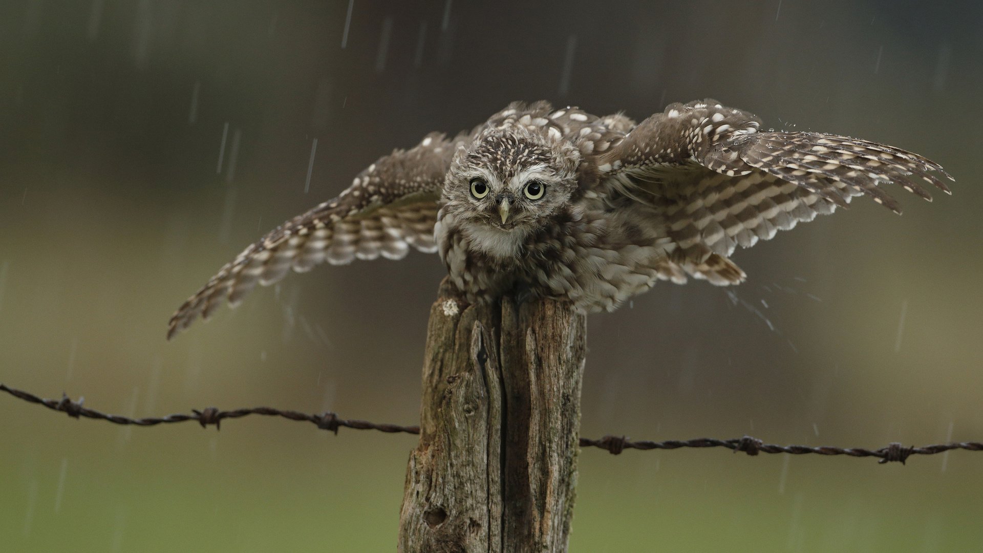 Обои сова, капли, забор, птица, дождь, owl, drops, the fence, bird, rain разрешение 2048x1567 Загрузить