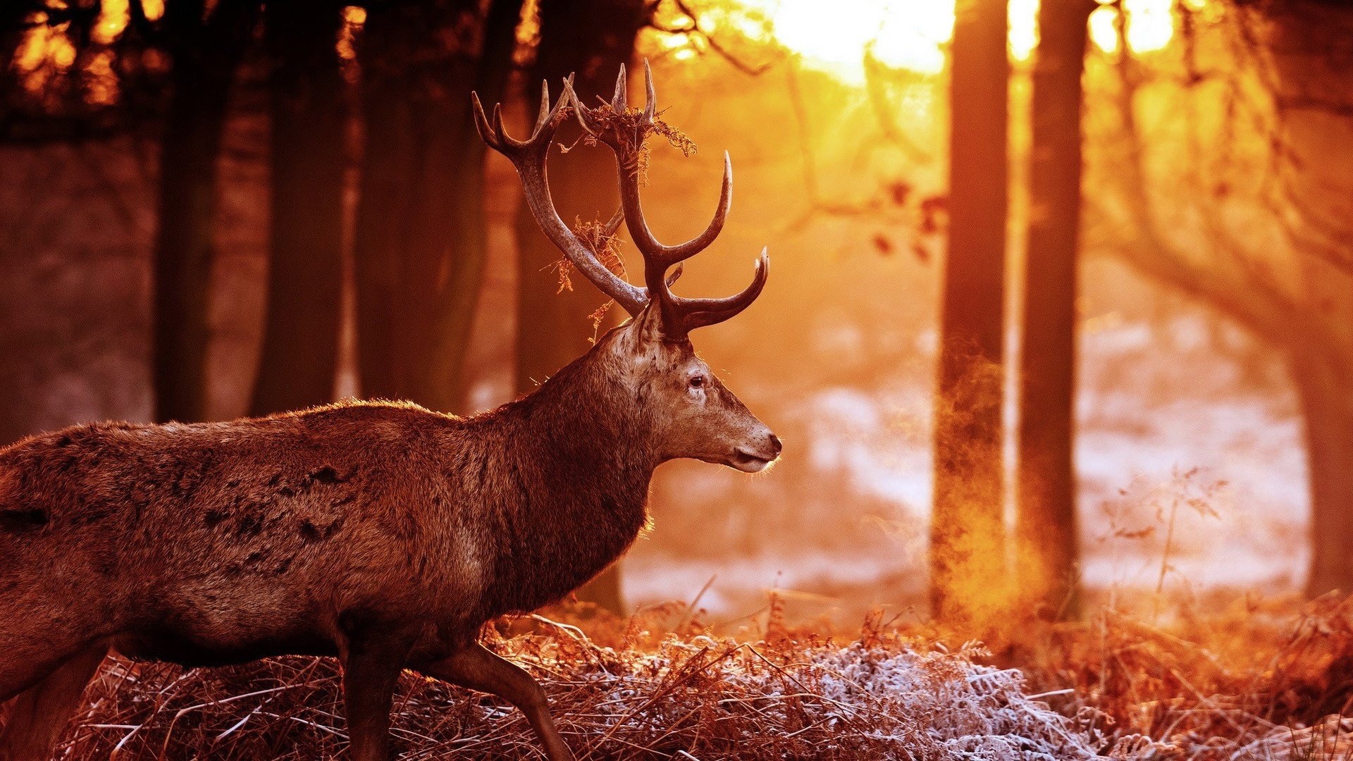 Обои деревья, лес, олень, блики, рога, солнечные лучи, trees, forest, deer, glare, horns, the sun's rays разрешение 2048x1360 Загрузить