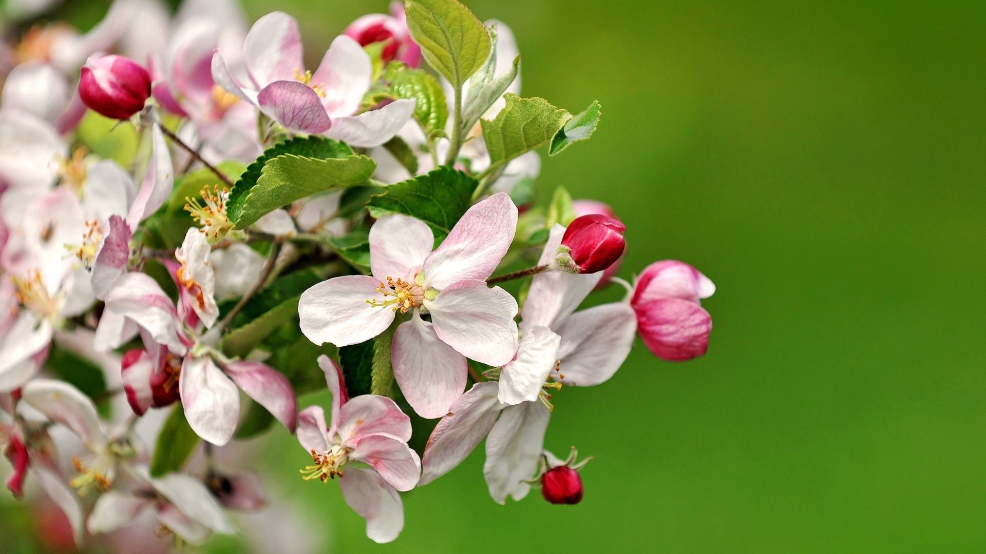 Обои цветы, ветка, природа, цветение, весна, яблоня, flowers, branch, nature, flowering, spring, apple разрешение 3200x1961 Загрузить