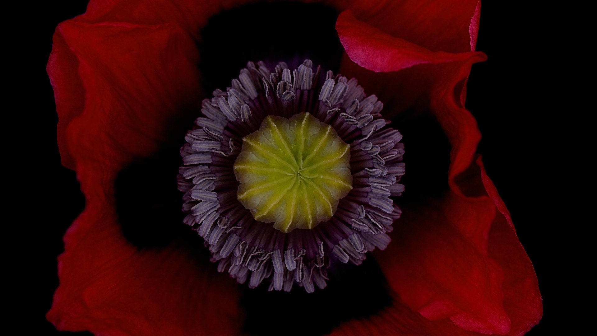Обои цветок, лепестки, красный, мак, черный фон, flower, petals, red, mac, black background разрешение 2048x1480 Загрузить