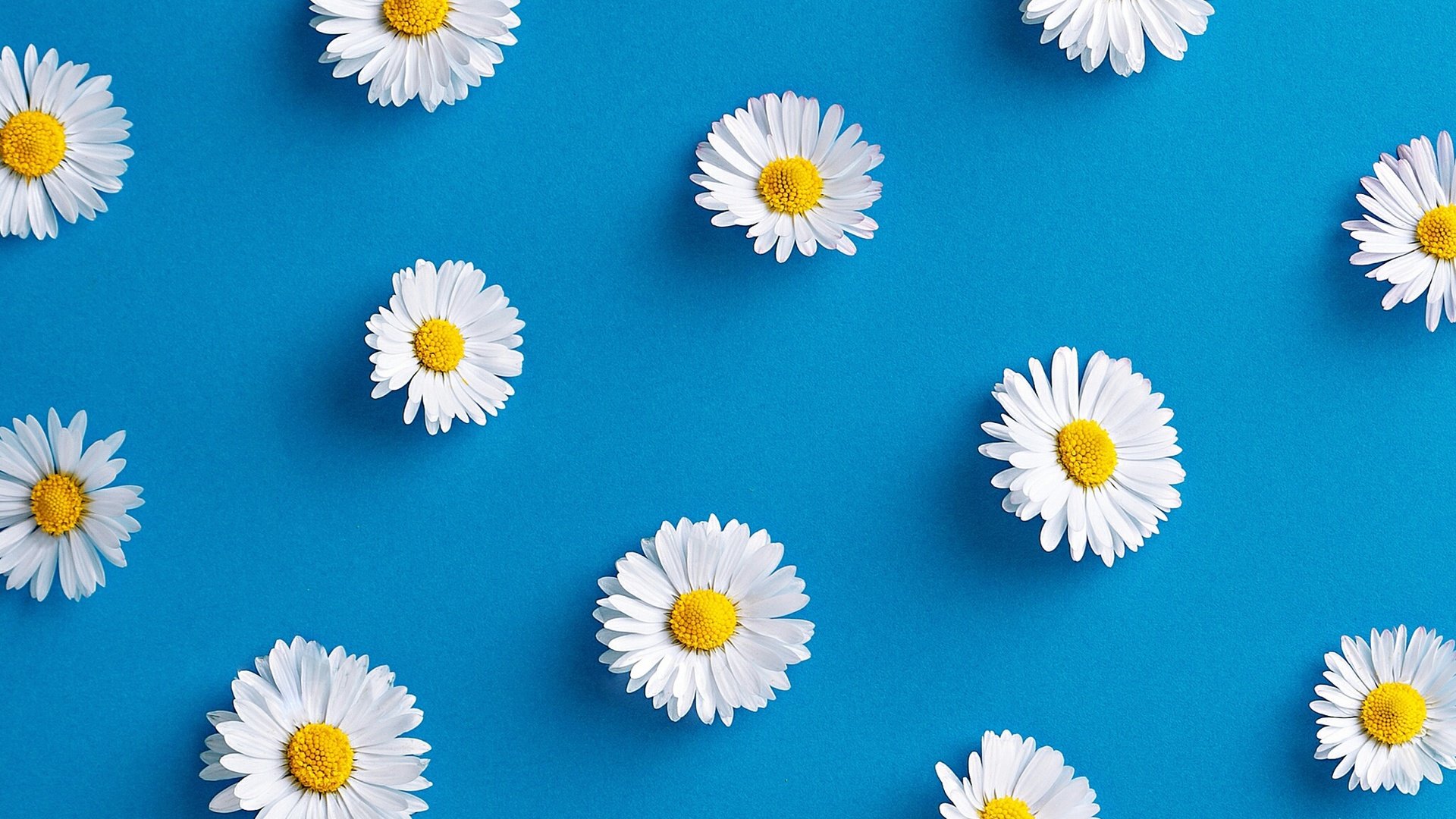 Обои цветы, фон, лепестки, ромашки, flowers, background, petals, chamomile разрешение 2048x2048 Загрузить