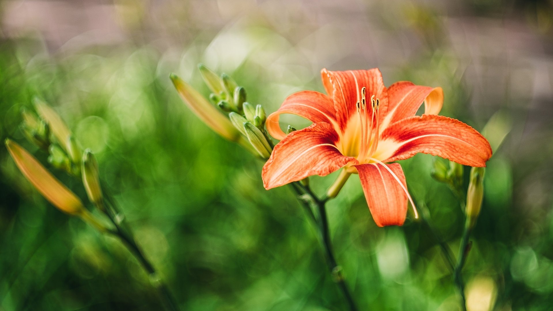 Обои цветы, листья, лепестки, лилия, оранжевая, flowers, leaves, petals, lily, orange разрешение 2048x1365 Загрузить