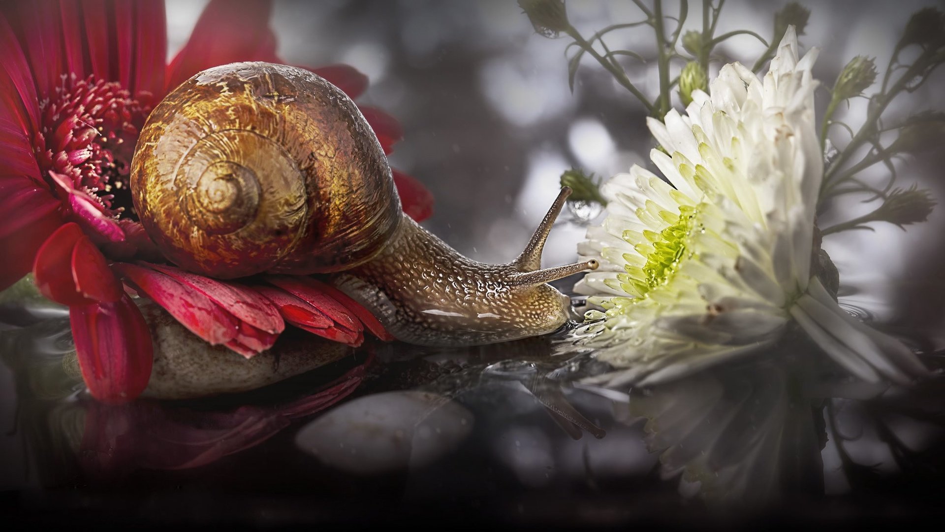 Обои цветы, макро, отражение, улитка, flowers, macro, reflection, snail разрешение 2048x1135 Загрузить