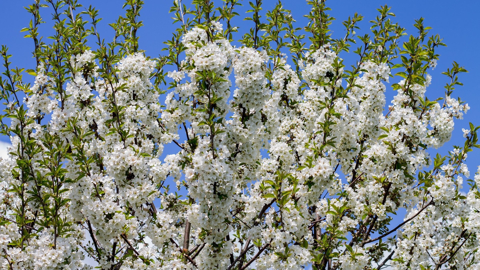 Обои небо, дерево, цветение, ветки, весна, белые цветы, the sky, tree, flowering, branches, spring, white flowers разрешение 3840x2160 Загрузить