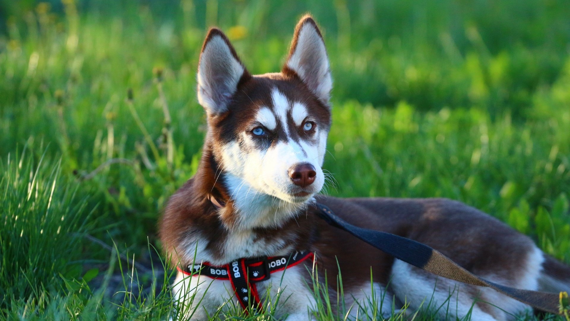 Обои глаза, морда, трава, щенок, хаски, поводок, eyes, face, grass, puppy, husky, leash разрешение 1920x1280 Загрузить