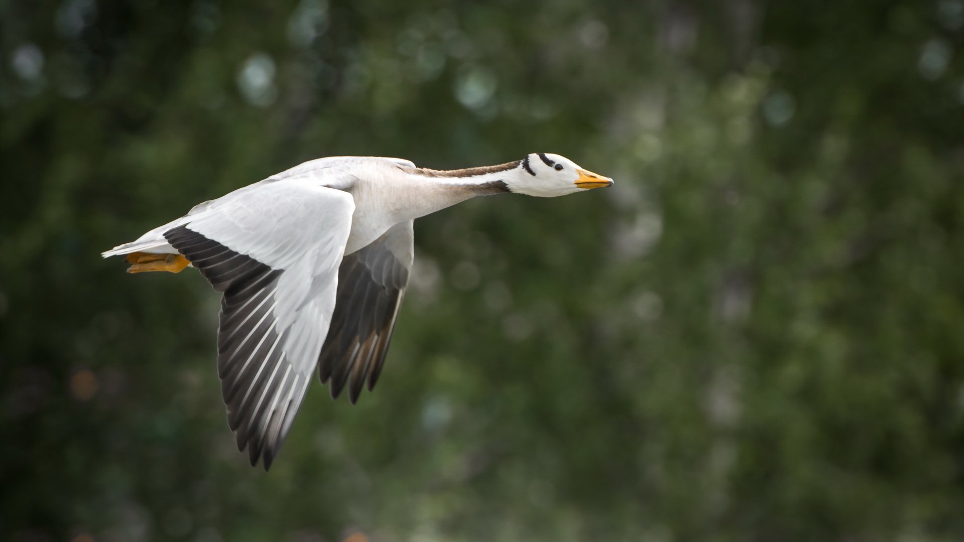 Обои природа, полет, крылья, птица, клюв, перья, гусь, nature, flight, wings, bird, beak, feathers, goose разрешение 2560x1709 Загрузить