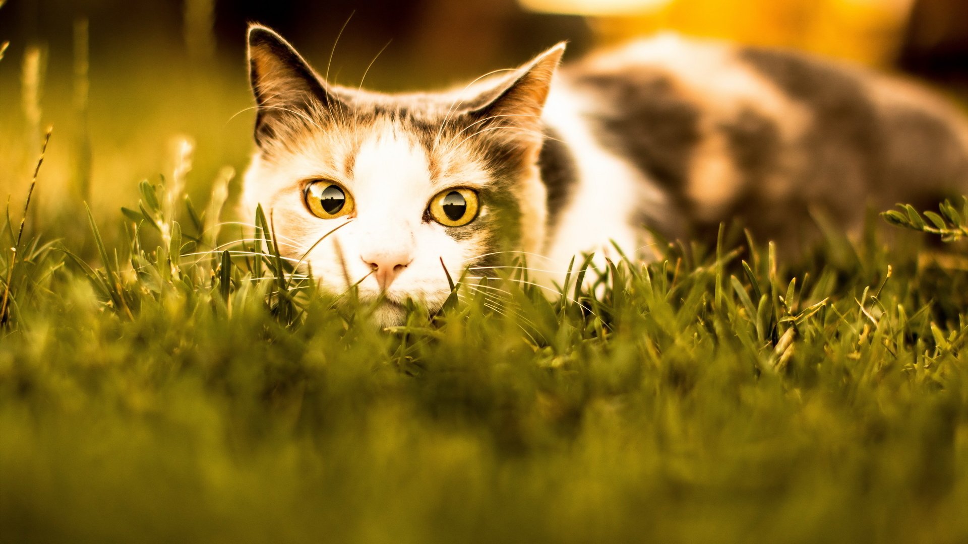 Обои трава, усы, кошка, взгляд, засада, трехцветная, желтые глаза, grass, mustache, cat, look, ambush, tri-color, yellow eyes разрешение 2586x1600 Загрузить