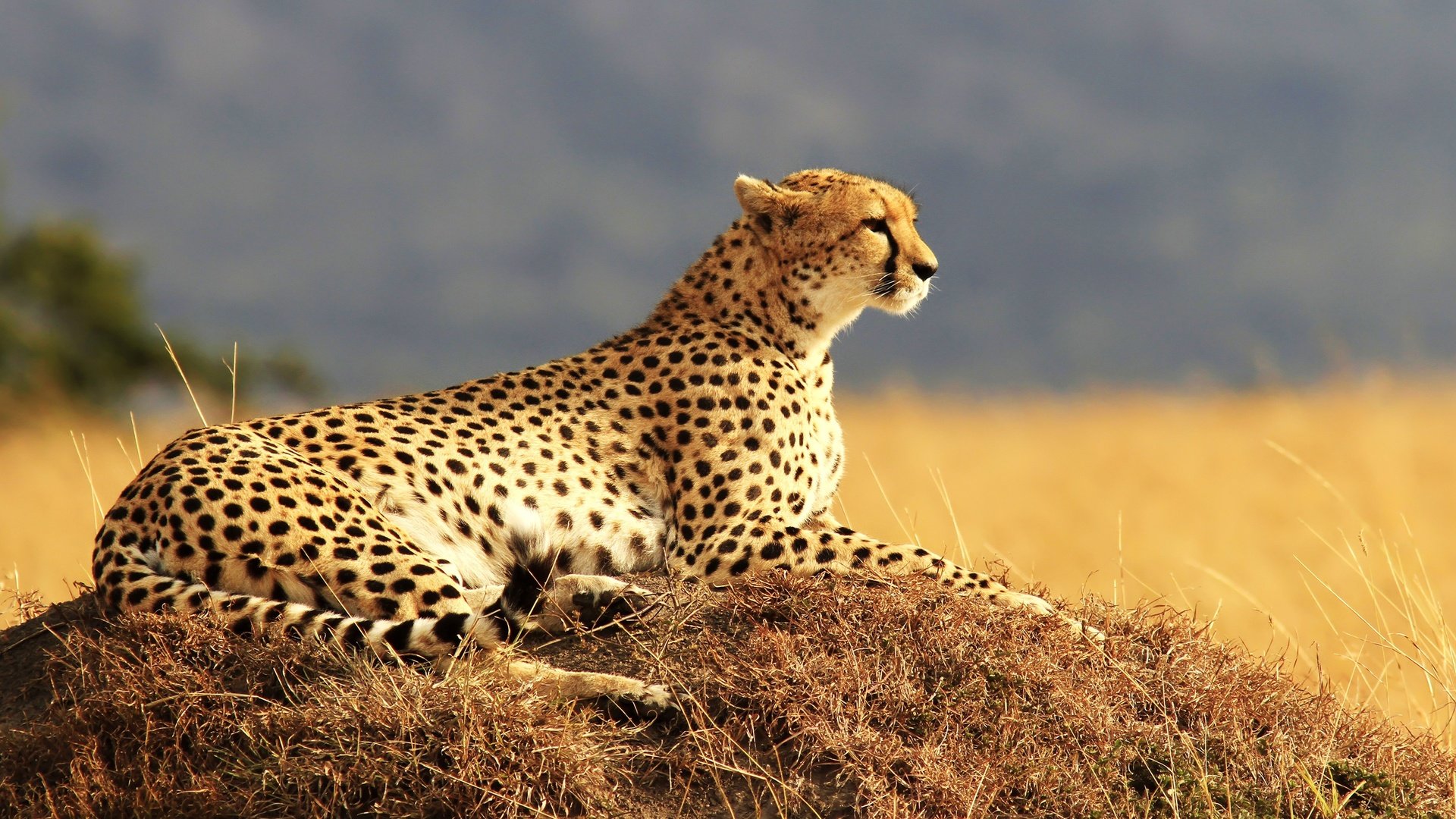 Обои хищник, большая кошка, отдыхает, гепард, predator, big cat, resting, cheetah разрешение 3840x2160 Загрузить