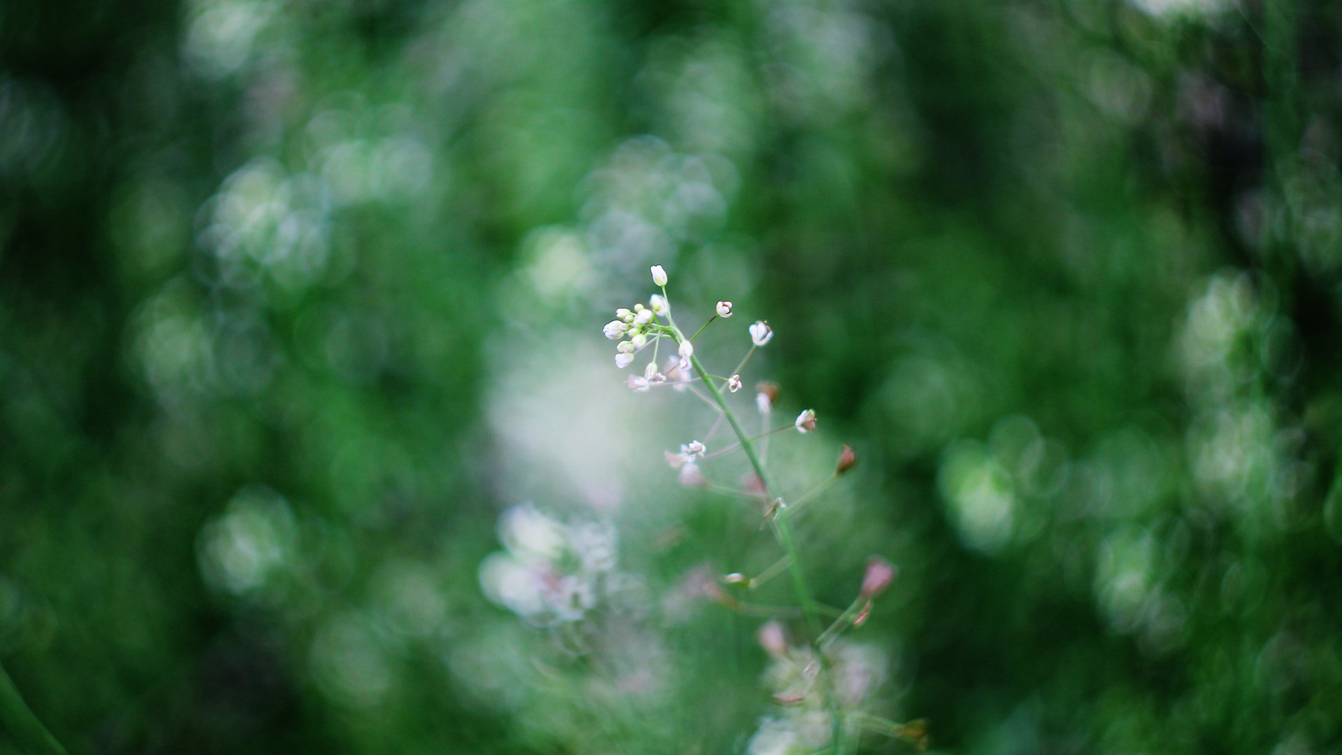 Обои природа, фон, цветок, весна, боке, гелиос, nature, background, flower, spring, bokeh, helios разрешение 4272x2848 Загрузить