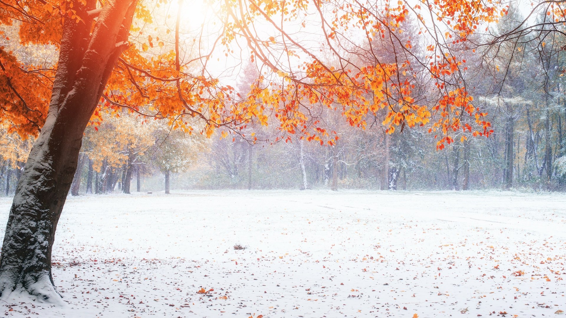 Обои снег, природа, зима, парк, осень, осенние листья,     дерево, snow, nature, winter, park, autumn, autumn leaves, tree разрешение 4500x3003 Загрузить