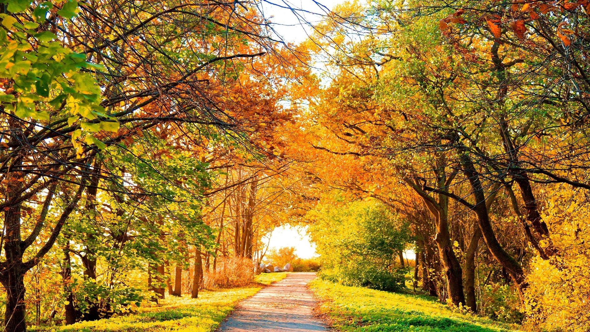 Обои природа, дерево, листья, осень, тропа, nature, tree, leaves, autumn, trail разрешение 4920x3280 Загрузить