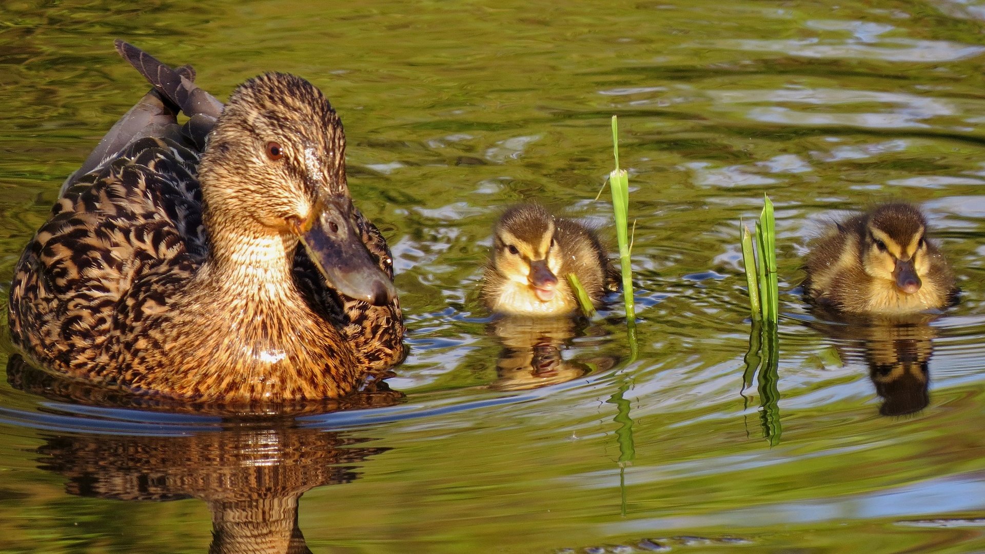 Обои вода, природа, птицы, пруд, утята, утки, утка, water, nature, birds, pond, ducklings, duck разрешение 2048x1237 Загрузить