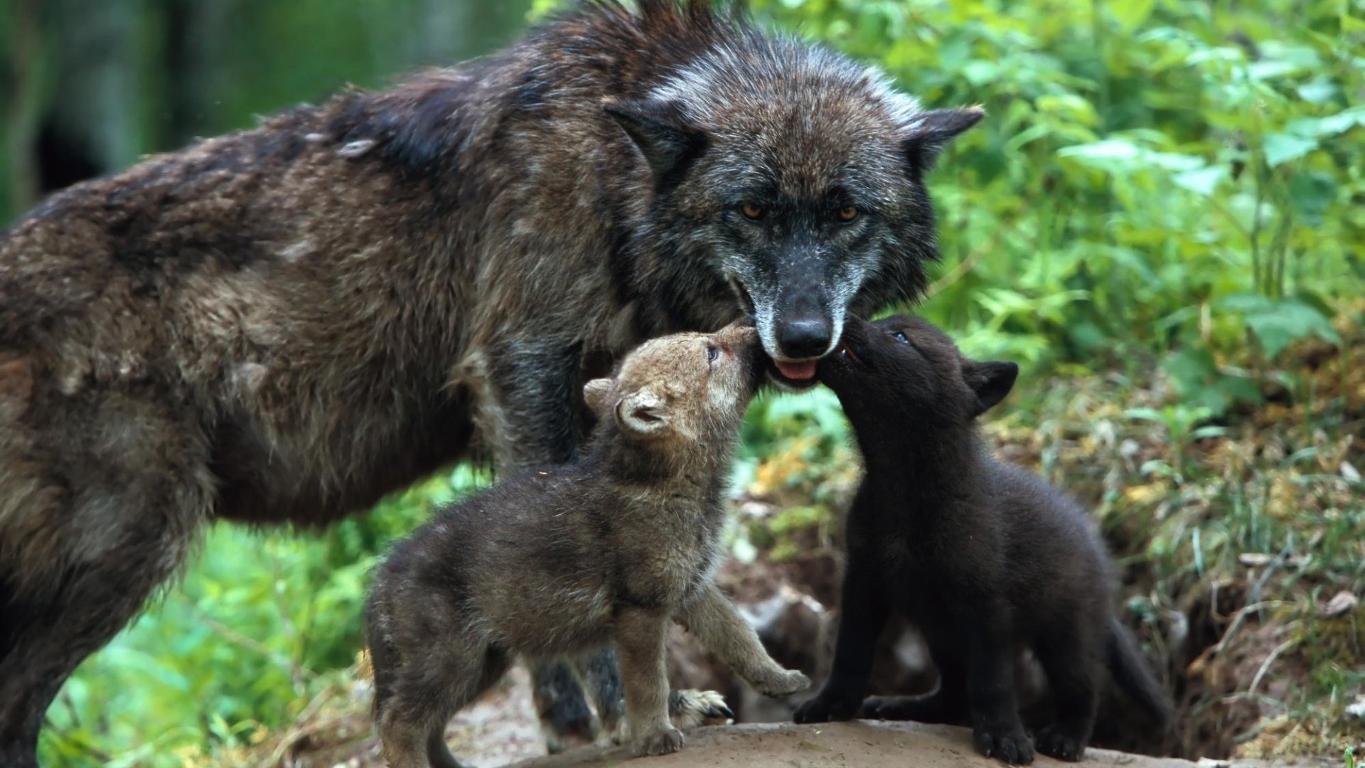 Обои семья, забота, волки, волк, волчица, детеныши, волчата, family, care, wolves, wolf, cubs, the cubs разрешение 1920x1280 Загрузить