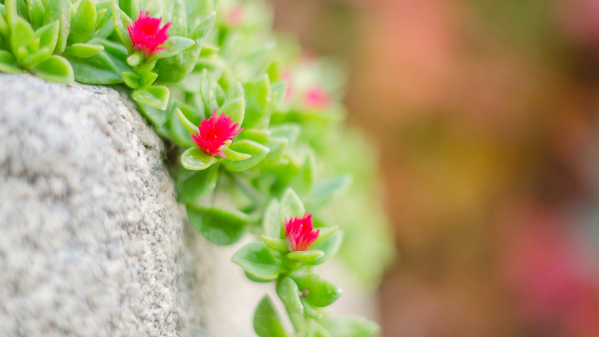 Обои макро, камень, растение, цветочки, очиток, macro, stone, plant, flowers, stonecrop разрешение 3840x2400 Загрузить