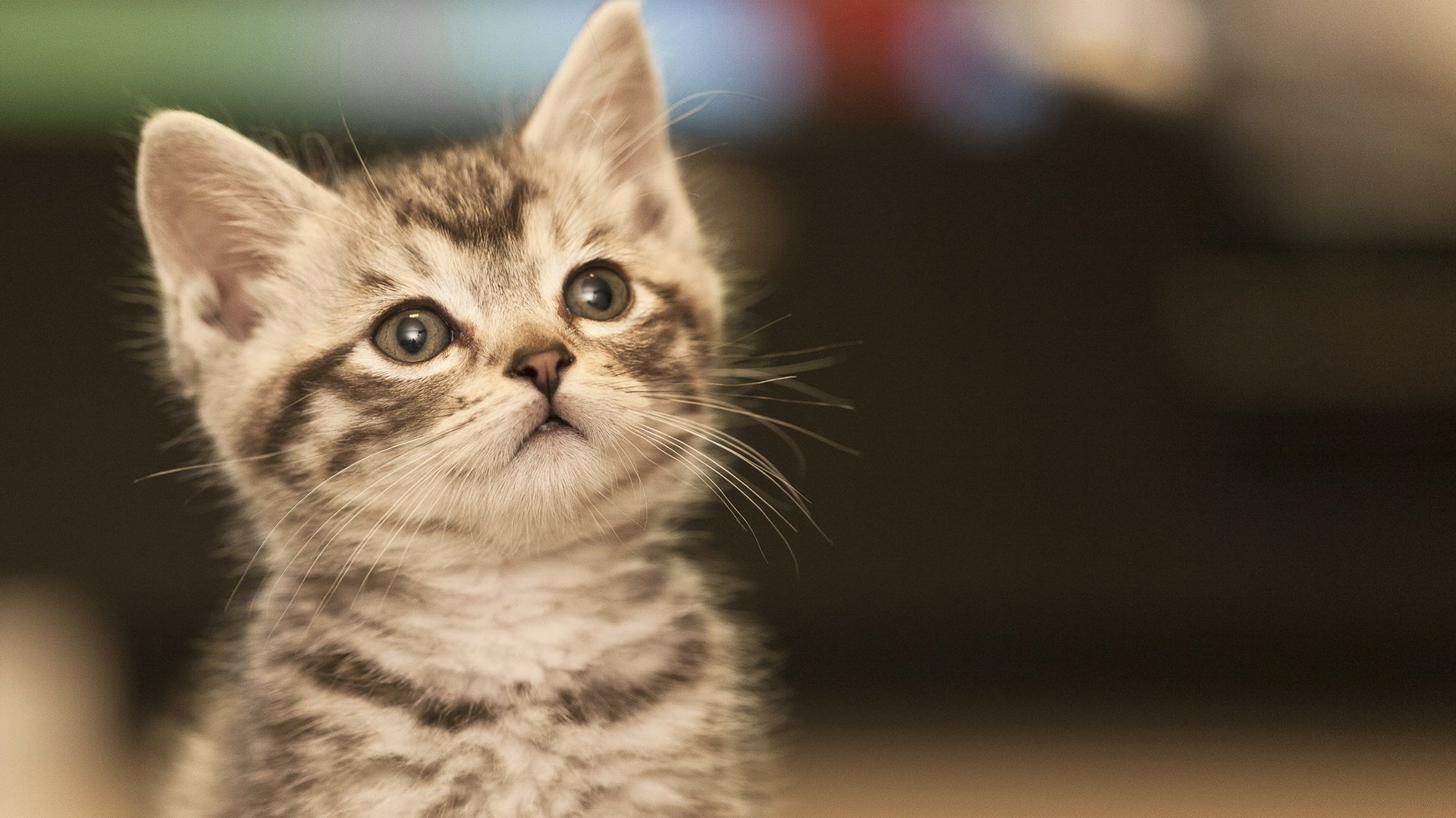 Обои глаза, фон, мордочка, усы, кошка, взгляд, котенок, eyes, background, muzzle, mustache, cat, look, kitty разрешение 1920x1200 Загрузить