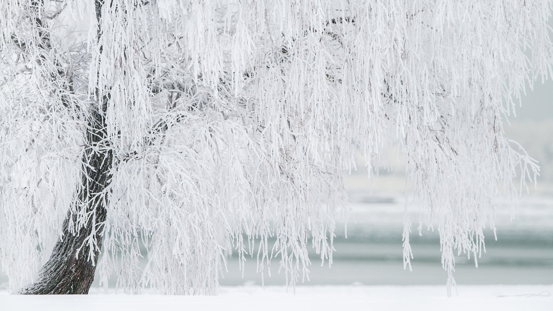 Обои природа, дерево, зима, иней, береза, nature, tree, winter, frost, birch разрешение 2880x1800 Загрузить