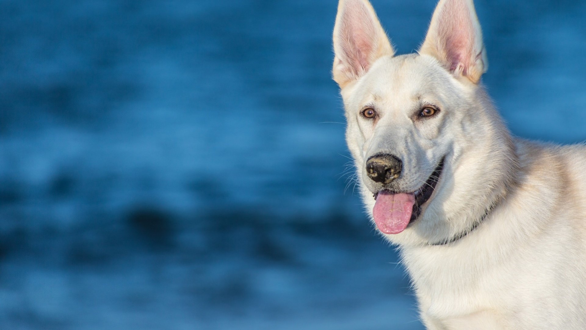 Обои морда, собака, язык, белая швейцарская овчарка, face, dog, language, the white swiss shepherd dog разрешение 1920x1200 Загрузить